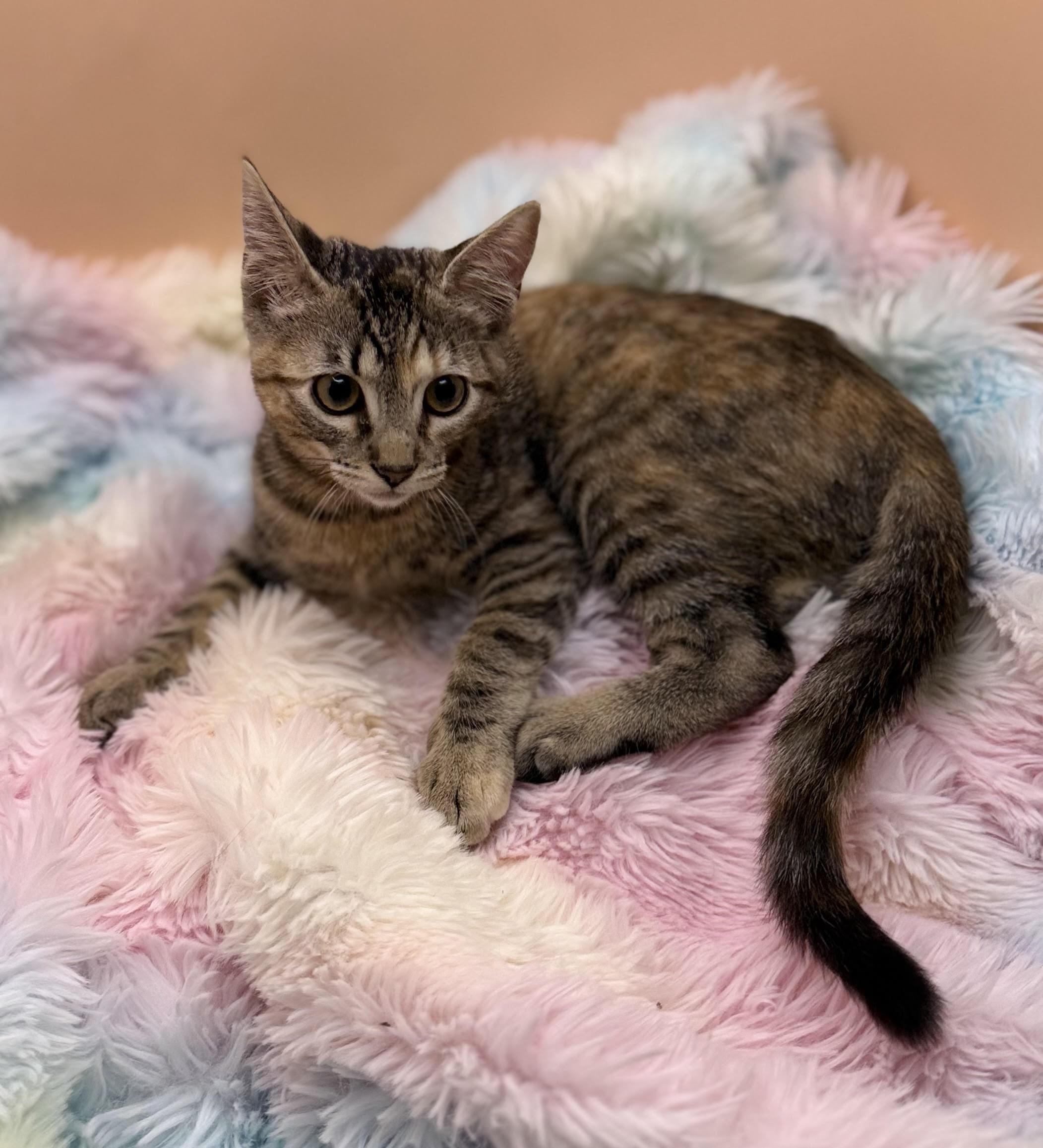 Enlarge Pebbles, a Adoptable mixed breed in Lacey, WA image 2/4
