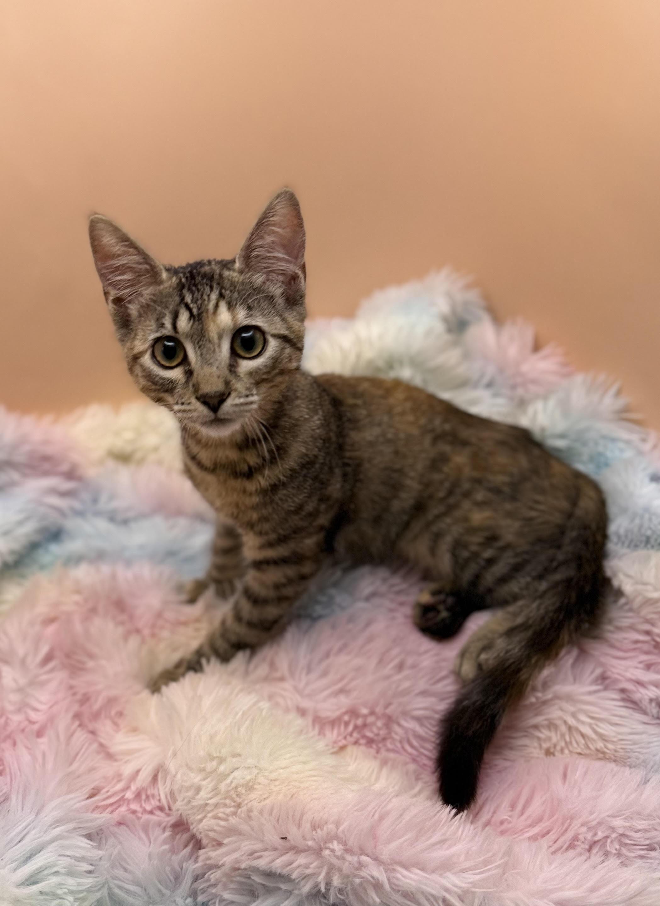 Pebbles, Adoptable, Kitten Female Torbie & Domestic Short Hair.