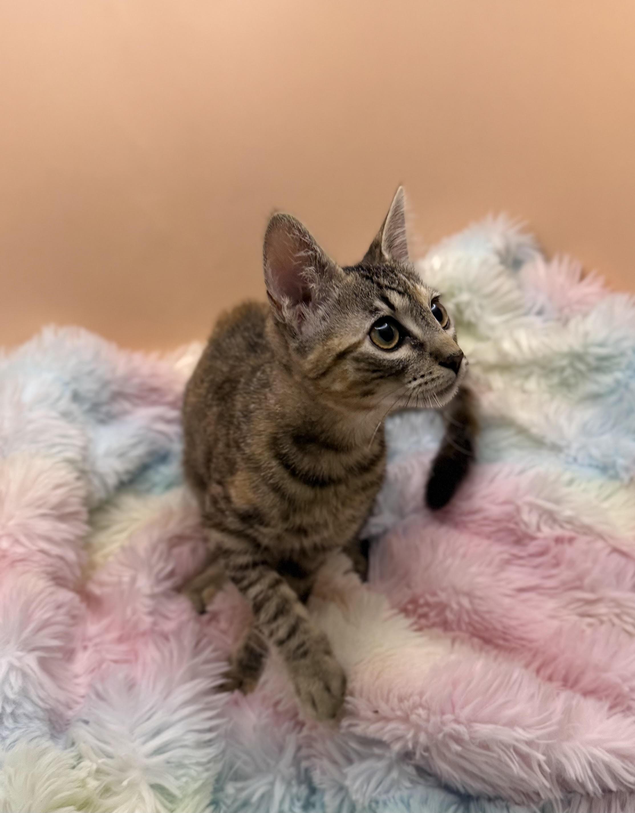 Enlarge Pebbles, a Adoptable mixed breed in Lacey, WA image 3/4