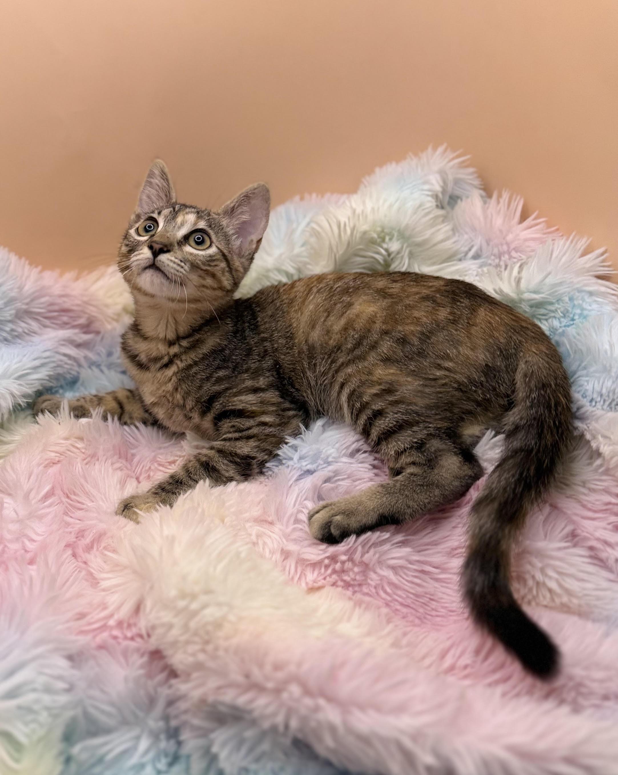 Enlarge Pebbles, a Adoptable mixed breed in Lacey, WA image 4/4