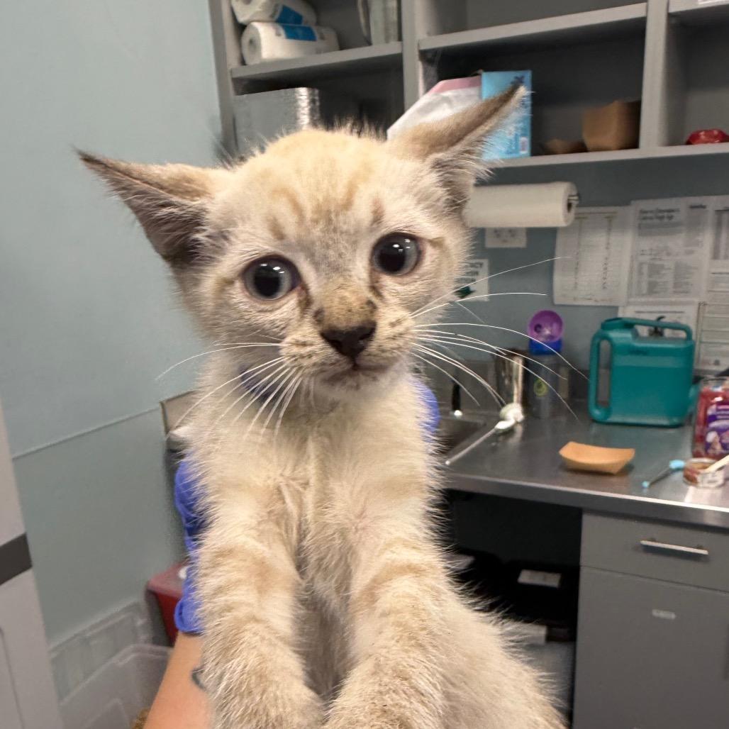 Enlarge Smart Water, a Adoptable Domestic Short Hair in Greensboro, NC image 1/1