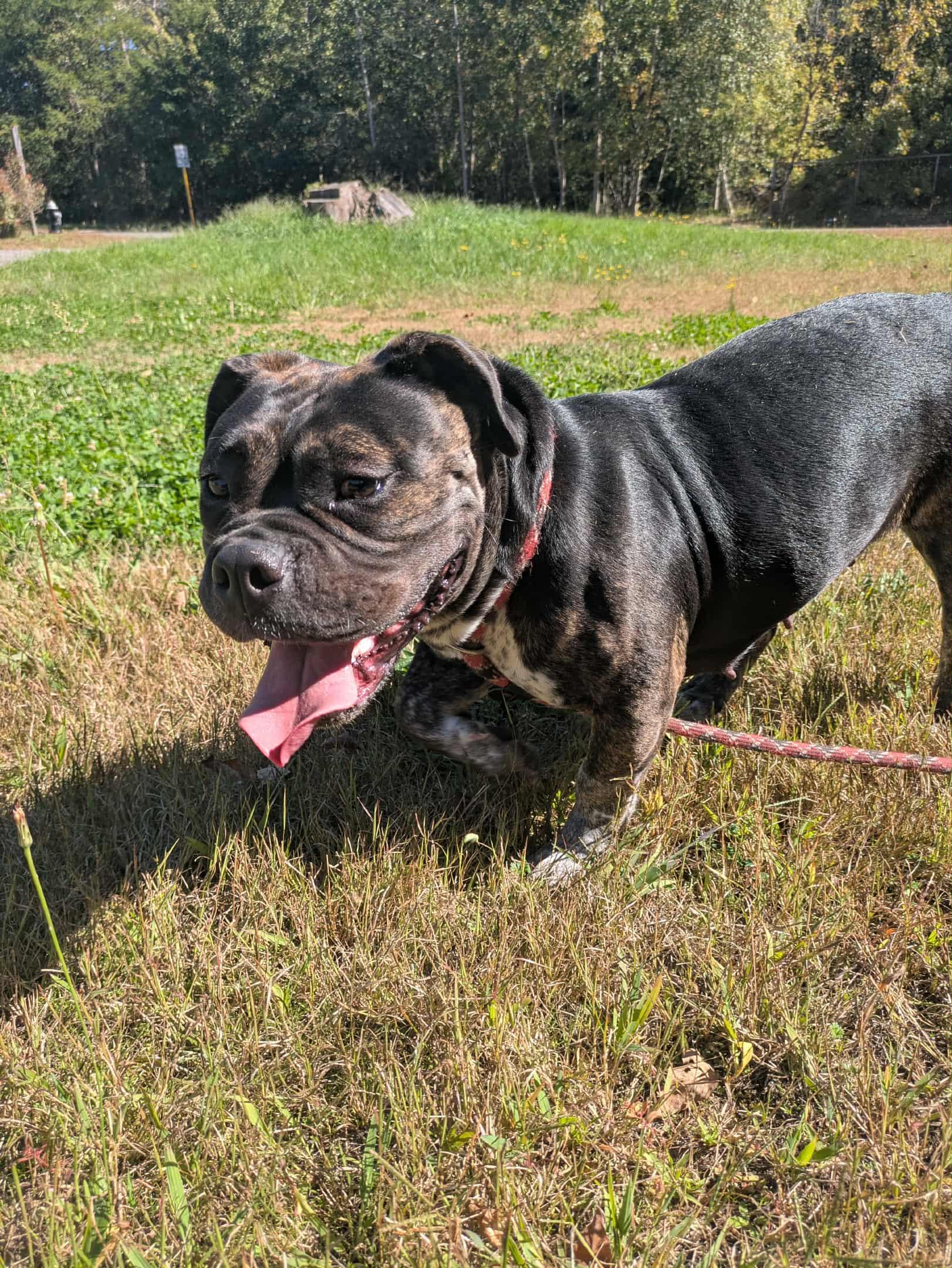 Bully (25-192), Adopted, Young Male American Bully & English Bulldog.