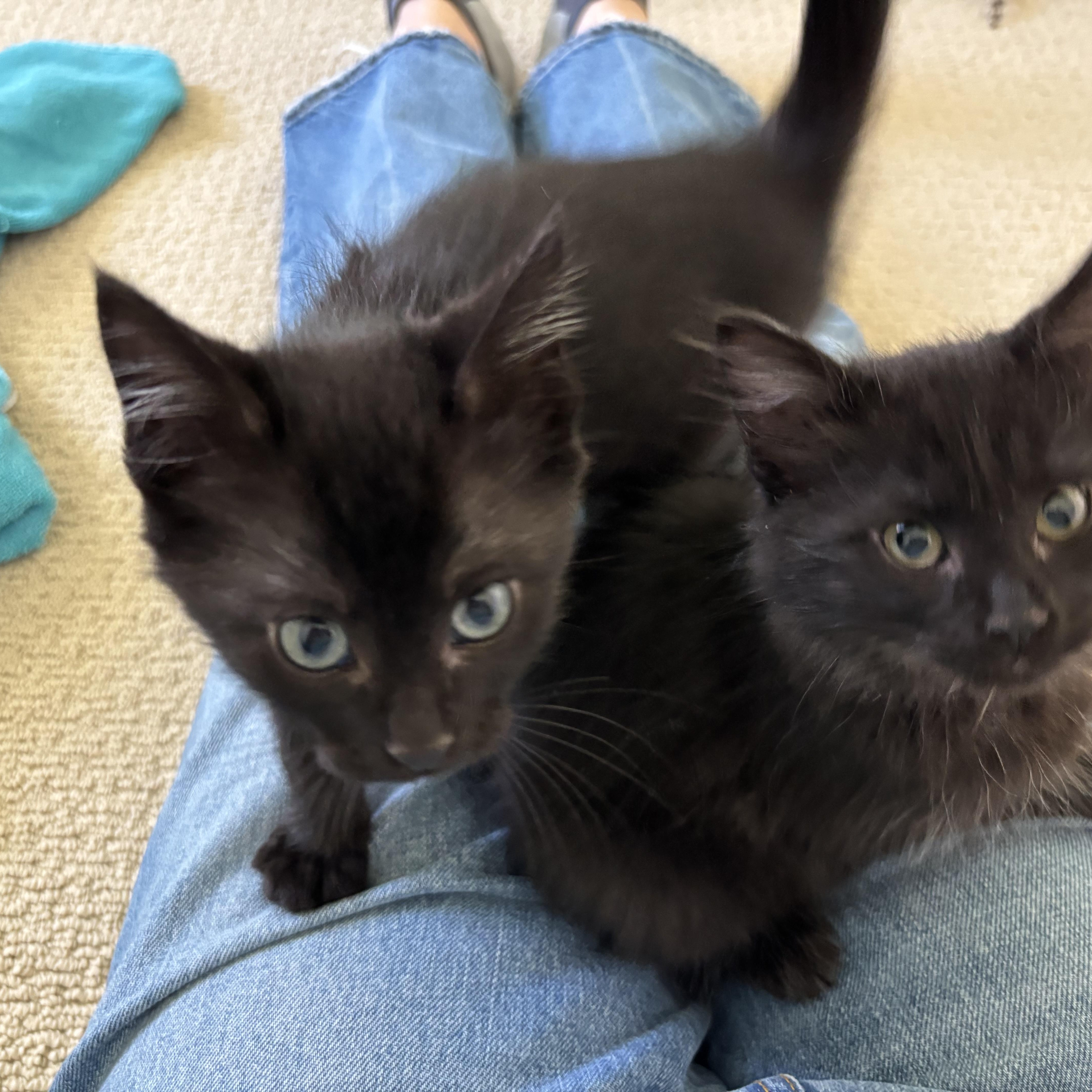 Fritz bonded to Westley (brothers to Poe), adopted, Kitten Male Domestic Medium Hair.