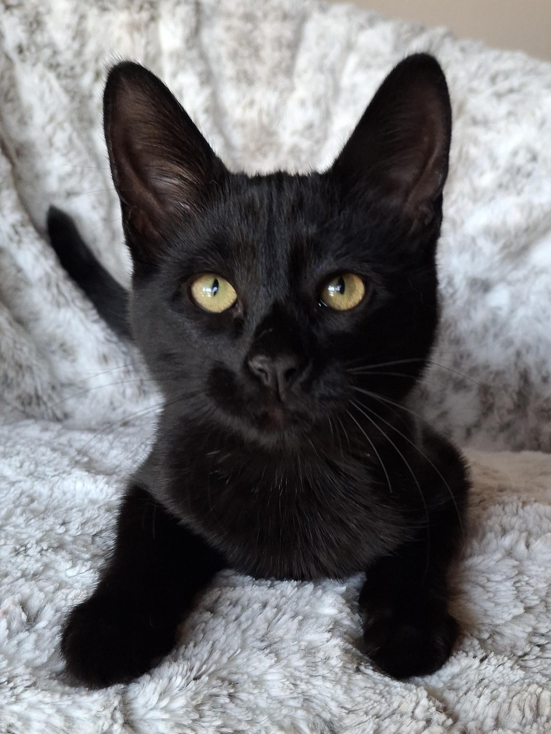 Enlarge Topanga, an adopted mixed breed in Yorba Linda, CA image 3/6