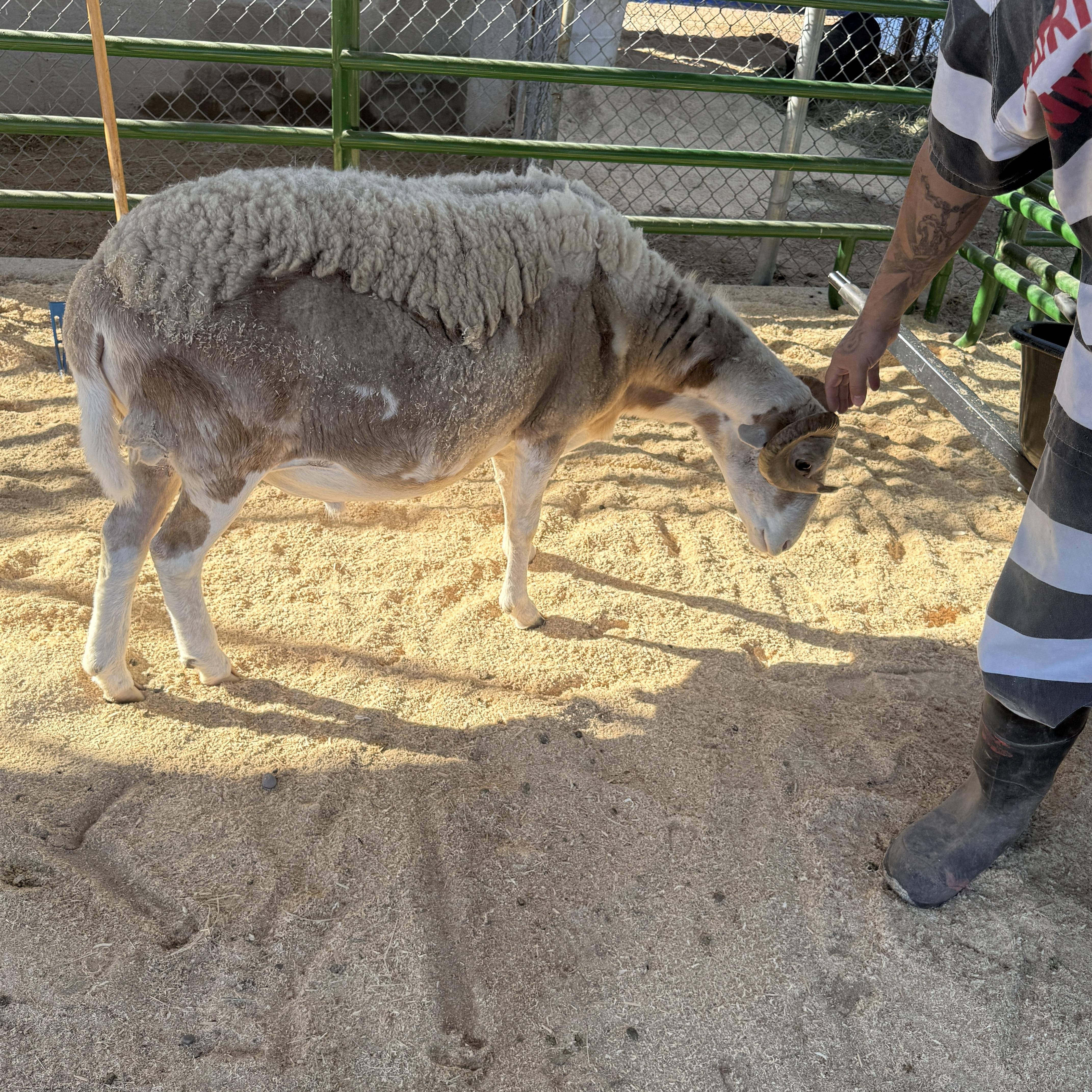 Enlarge Bill 2-843, a Adoptable Sheep in Phoenix, AZ image 3/3