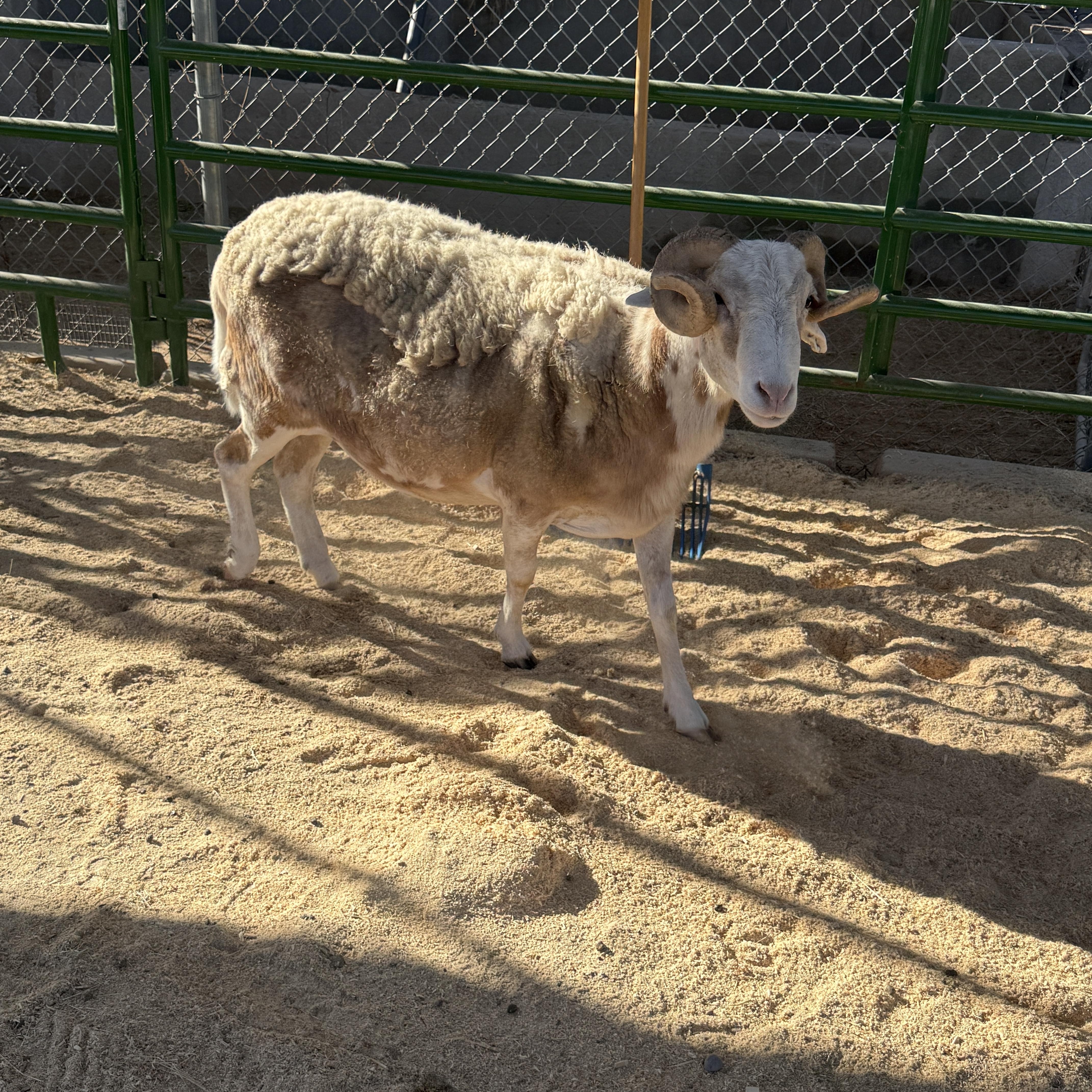 Enlarge Bill 2-843, a Adoptable Sheep in Phoenix, AZ image 1/3