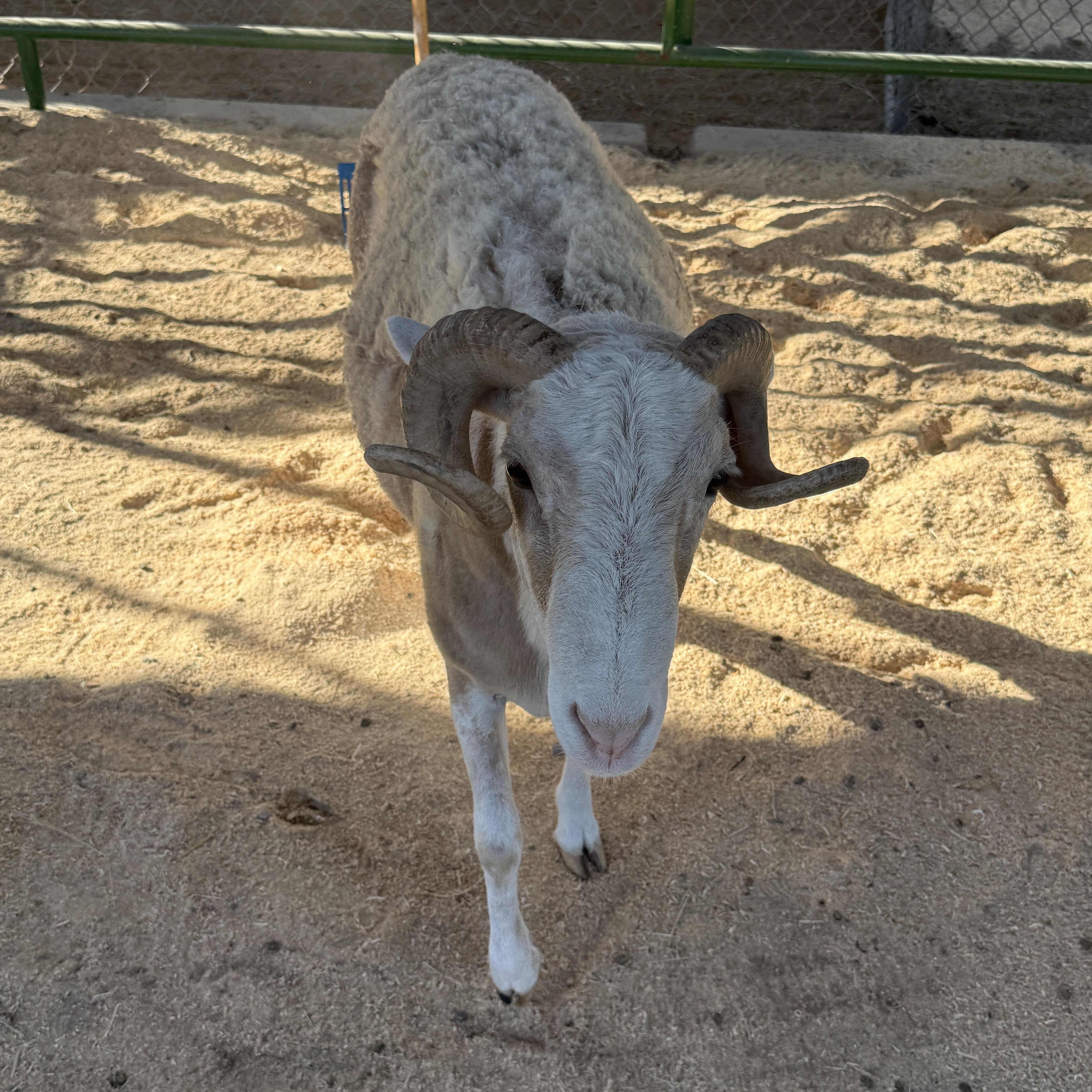 Enlarge Bill 2-843, a Adoptable Sheep in Phoenix, AZ image 2/3