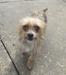 Bagel, adopted, Adult Male Yorkshire Terrier.