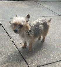 Bagel, an adopted Yorkshire Terrier in Slidell, LA image 2/2