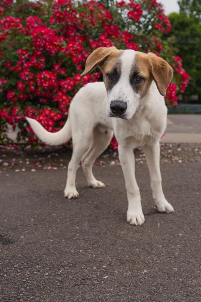 CJ, Adoptable, Young Male Mixed Breed.