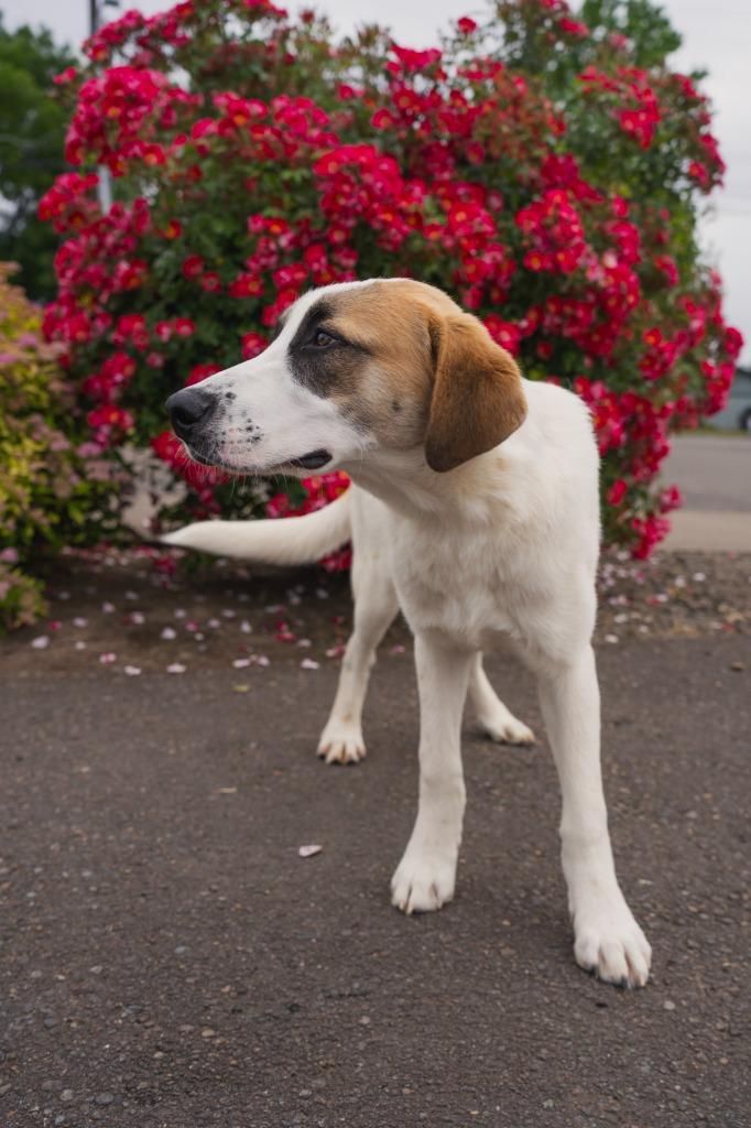CJ, a Adoptable Mixed Breed in Newberg, OR image 2/2