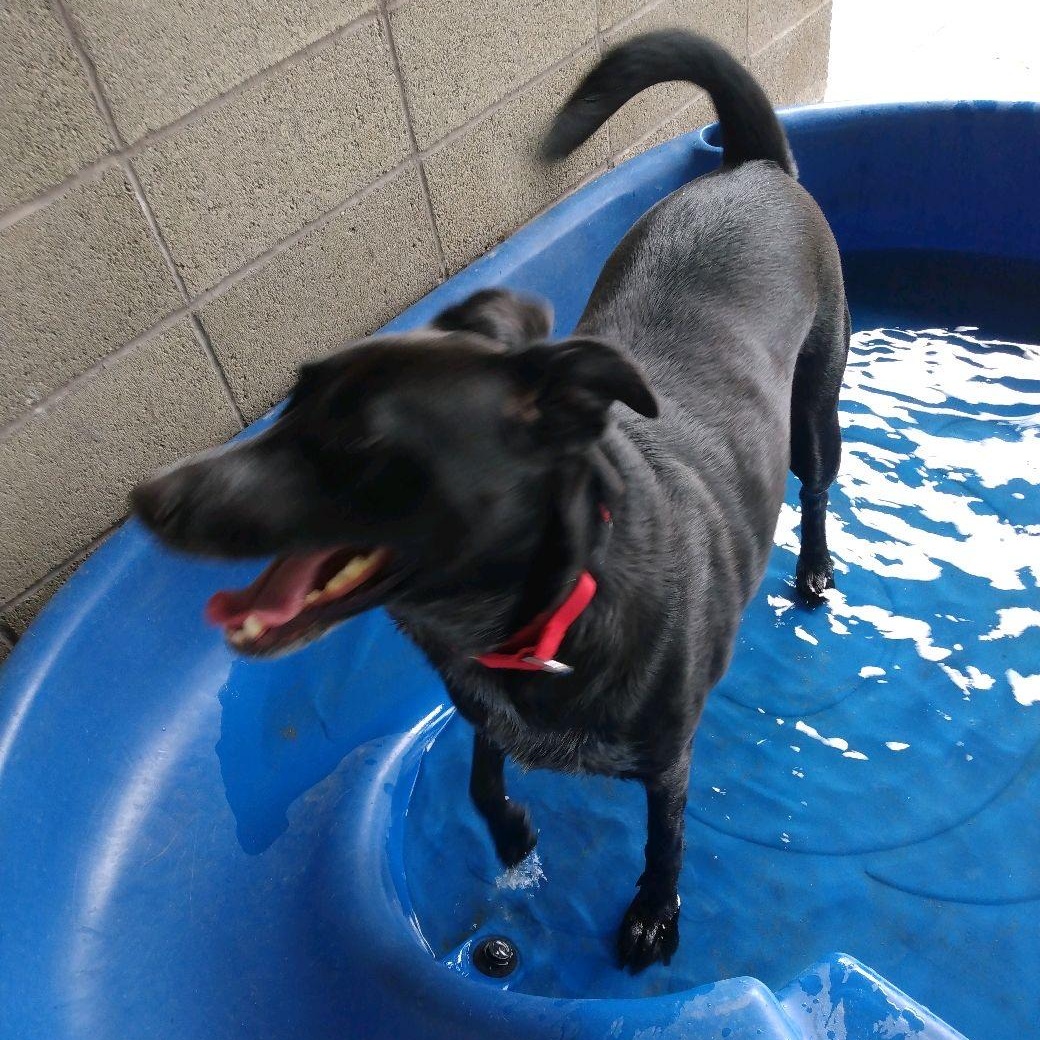 Enlarge Coco, an adopted mixed breed in Springfield, MO image 3/3