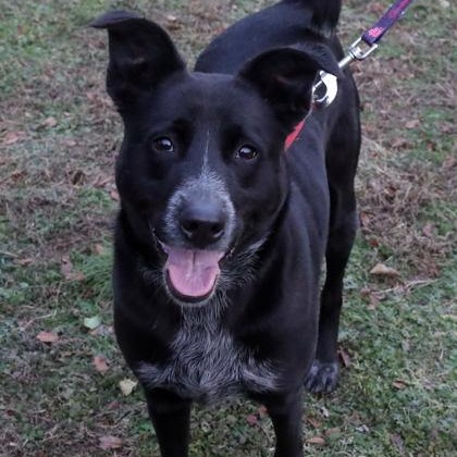 Coco, adopted, Adult Female Australian Cattle Dog / Blue Heeler.