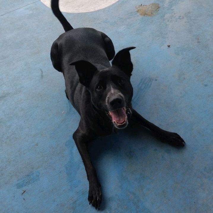 Enlarge Coco, an adopted mixed breed in Springfield, MO image 2/3