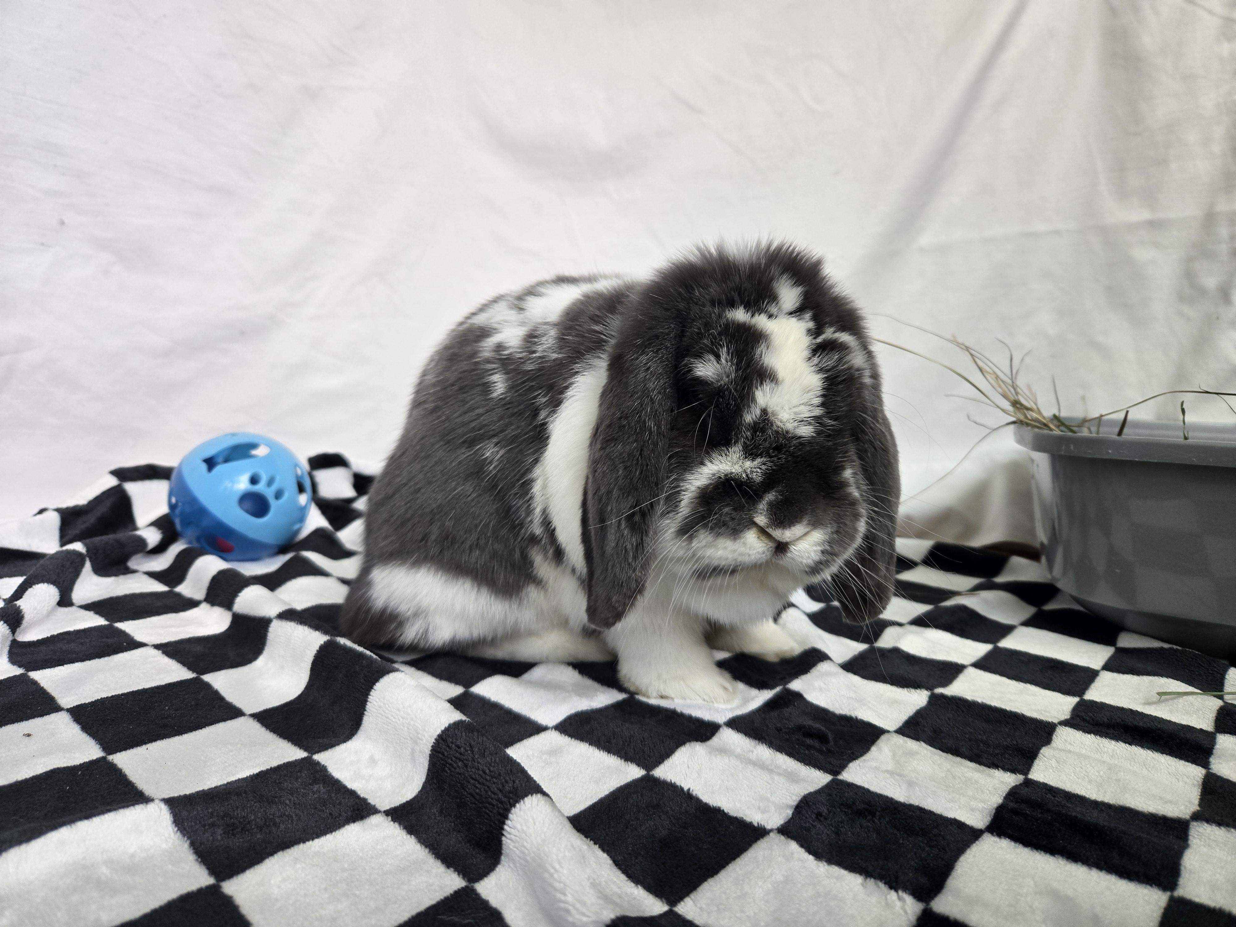 Clover, an adopted Lop Eared in Andover, MA image 3/5
