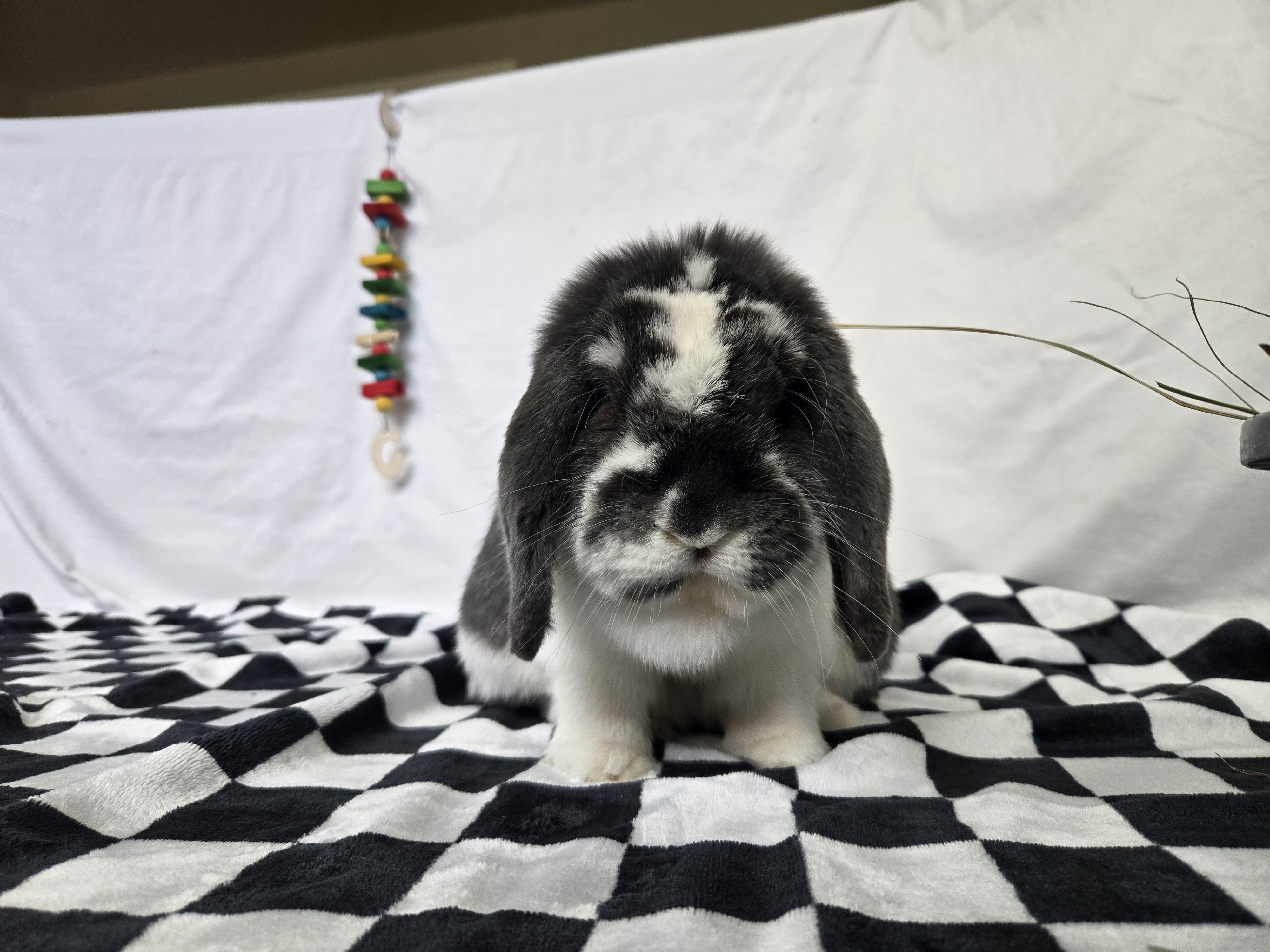 Clover, an adopted Lop Eared in Andover, MA image 5/5