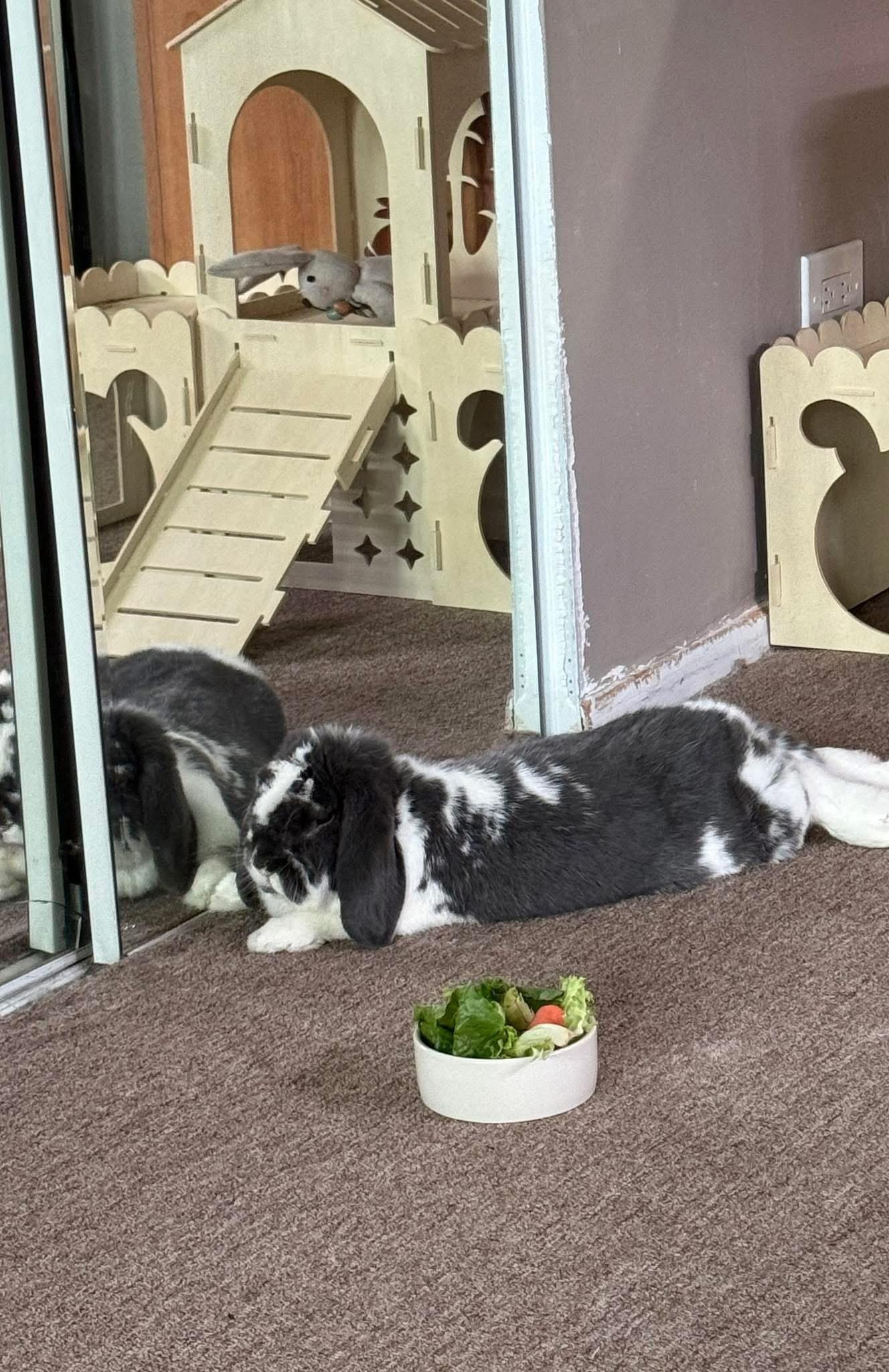 Clover, an adopted Lop Eared in Andover, MA image 2/5
