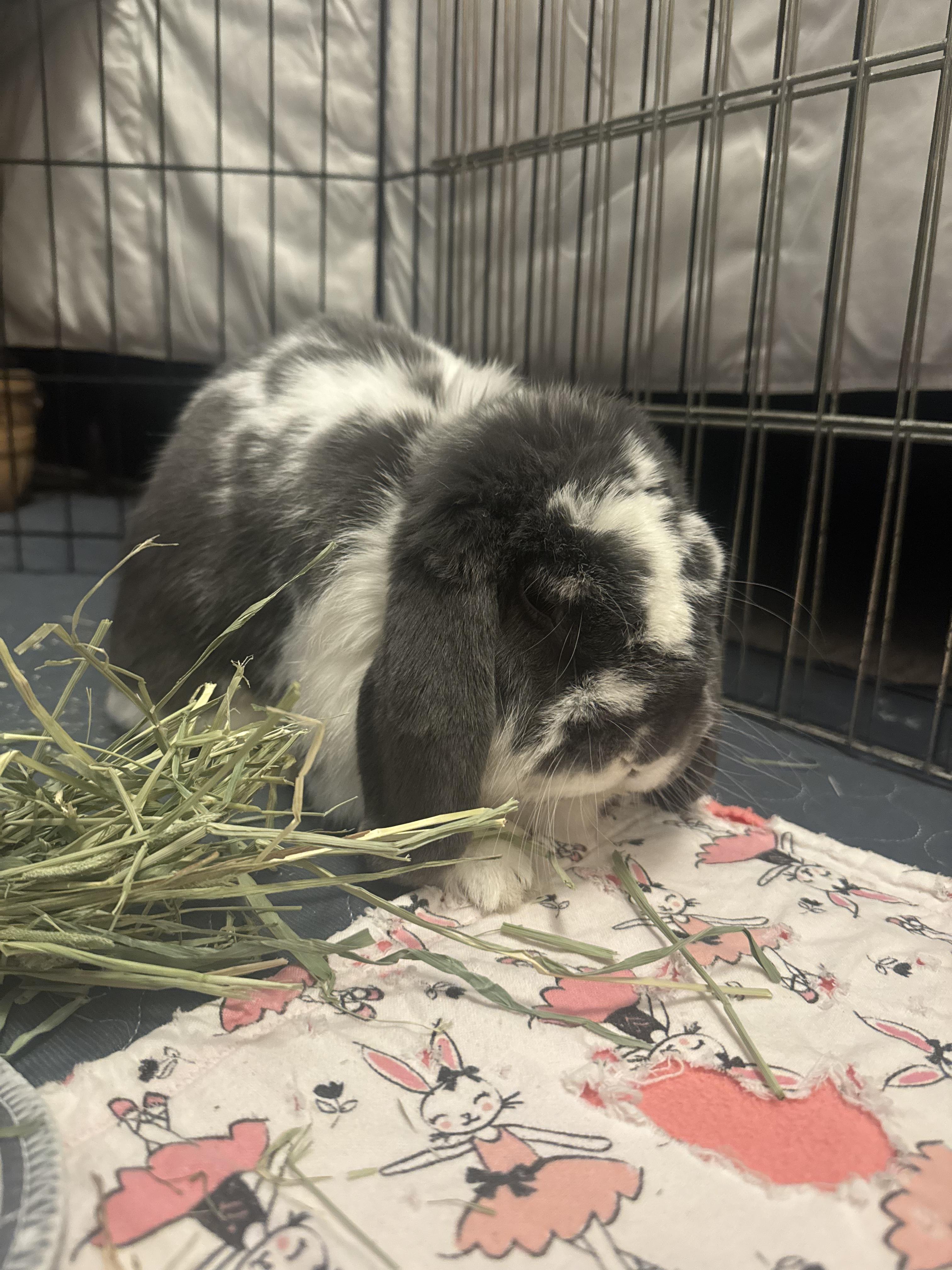 Clover, an adopted Lop Eared in Andover, MA image 4/5