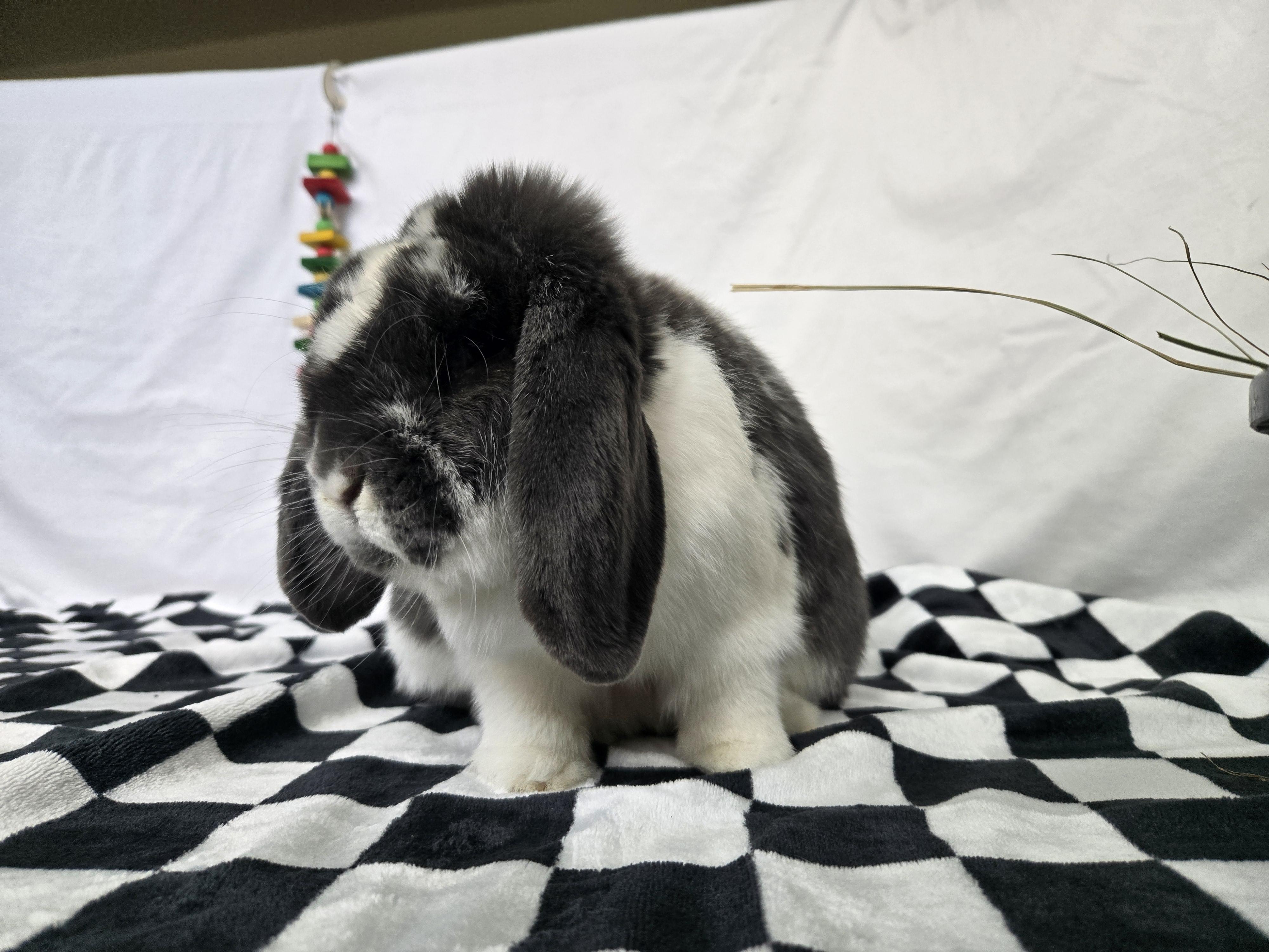 Clover, adopted, Adult Male Lop Eared.