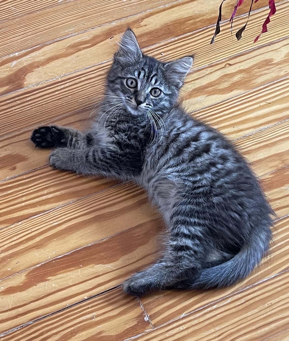 French Fry, an adopted Domestic Long Hair in Baltimore, MD image 5/6