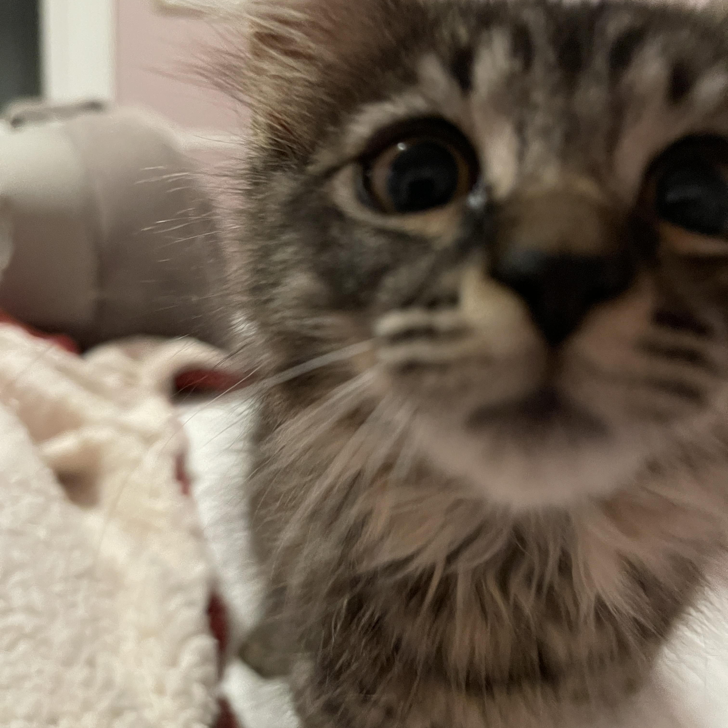 French Fry, an adopted Domestic Long Hair in Baltimore, MD image 3/6