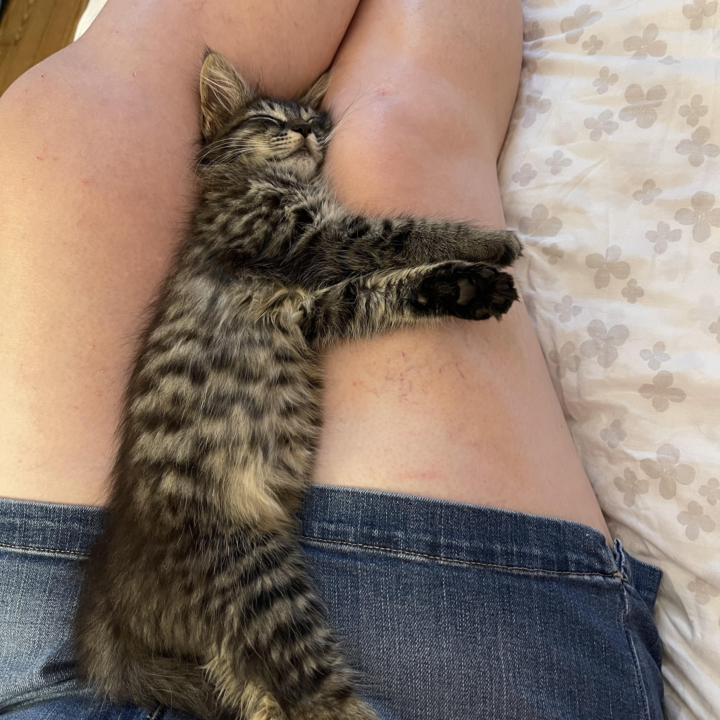 French Fry, an adopted Domestic Long Hair in Baltimore, MD image 2/6