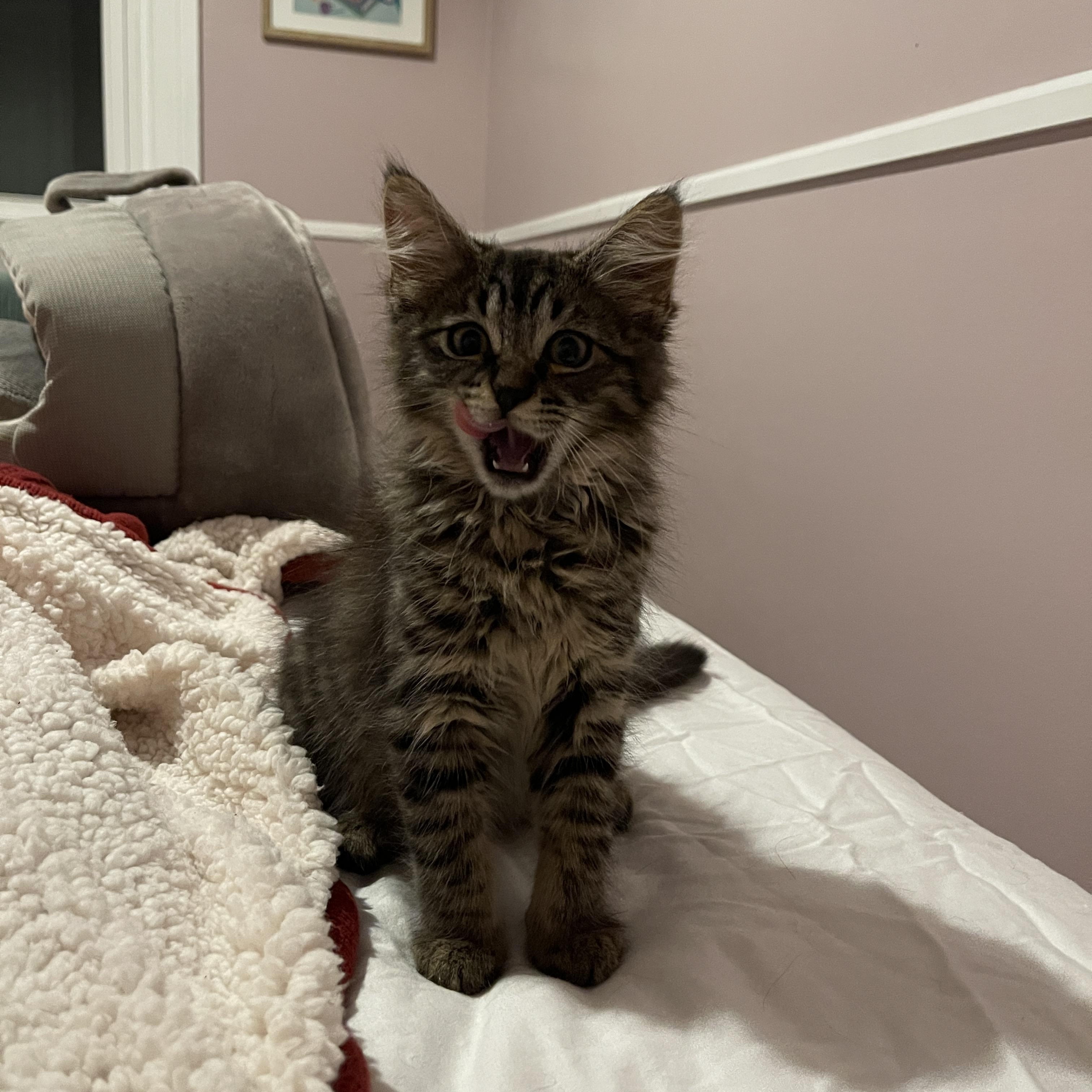 French Fry, an adopted Domestic Long Hair in Baltimore, MD image 4/6