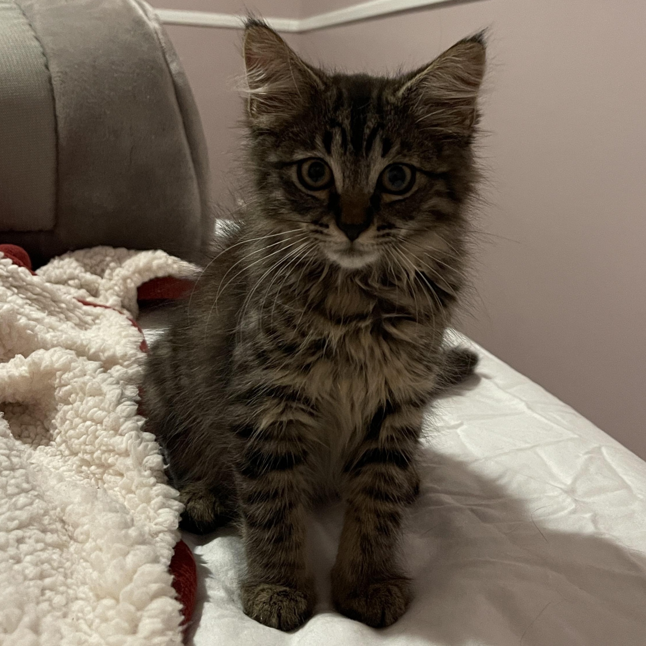 French Fry, adopted, Kitten Male Domestic Long Hair.