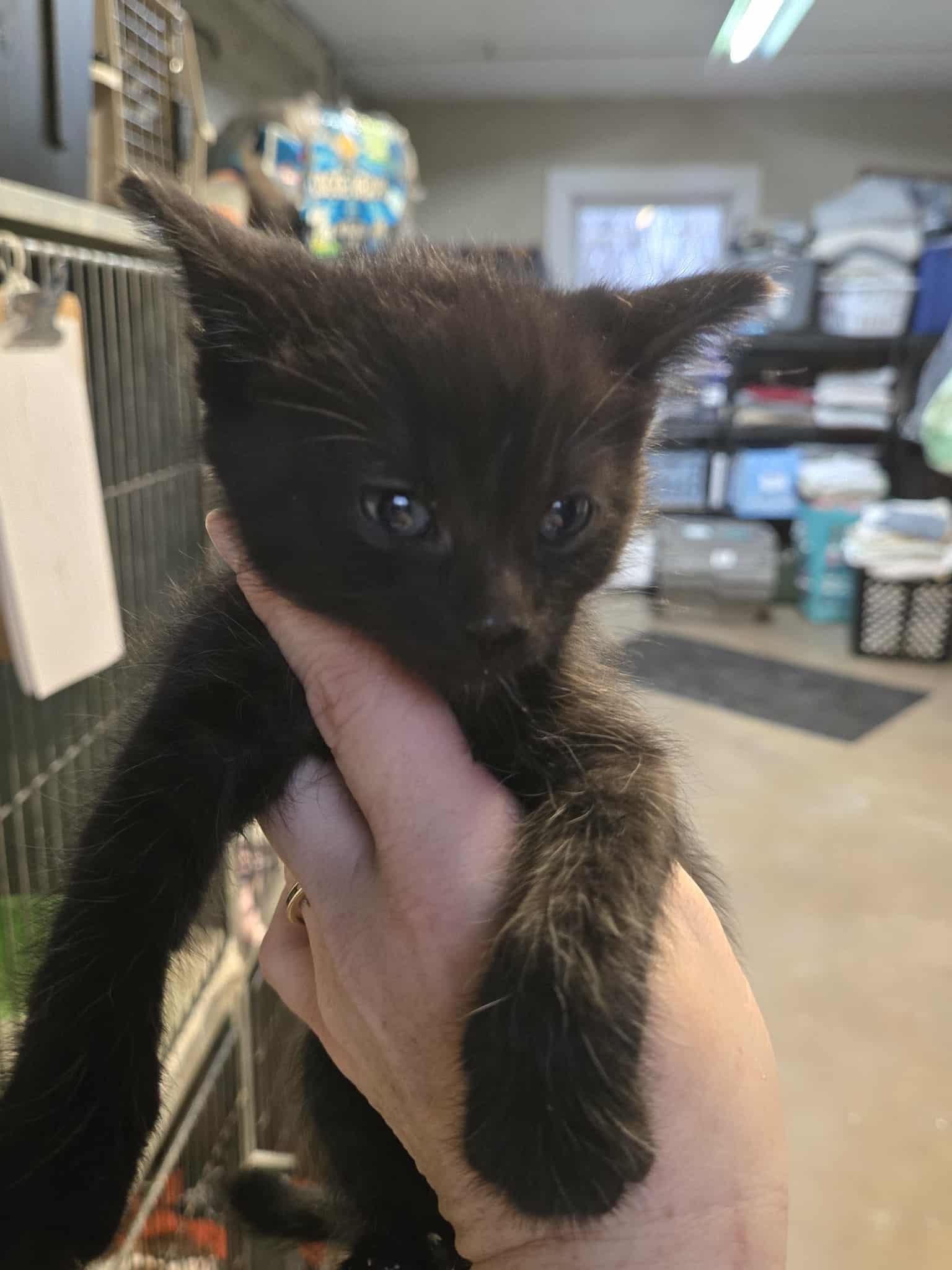 26-48, adopted, Kitten Male Domestic Short Hair.