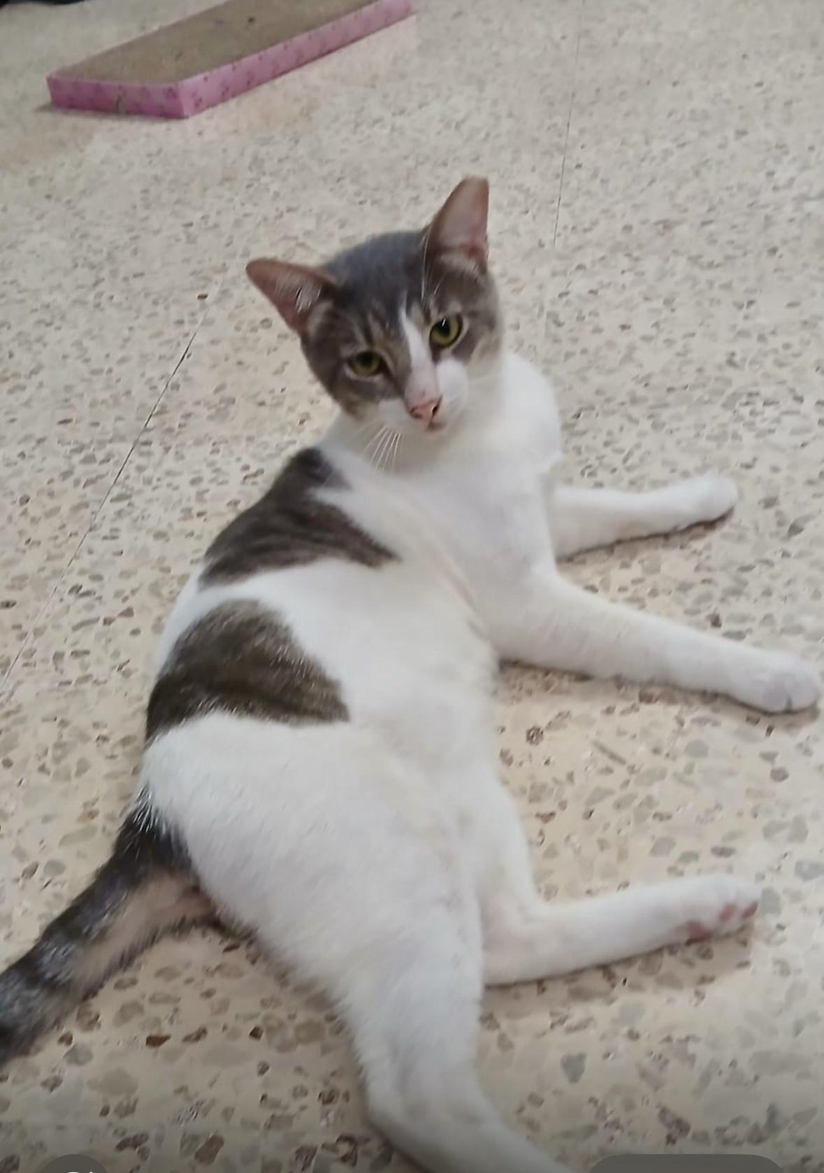 Carlito, Adoptable, Adult Male Domestic Short Hair.