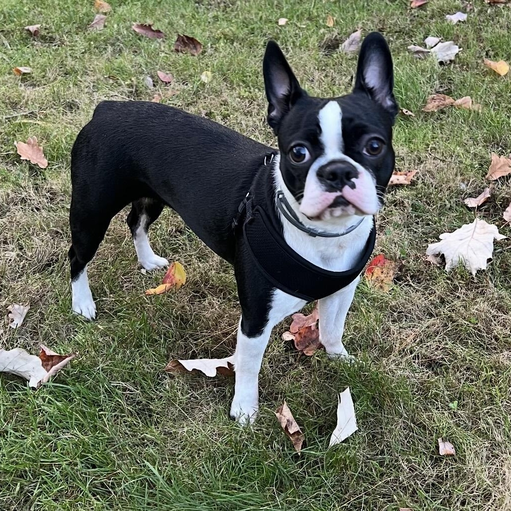 Bella