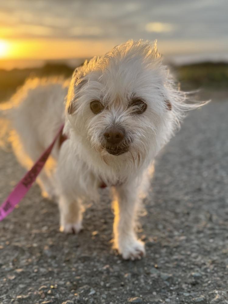 Toasty, a Adoptable mixed breed in Pacifica, CA image 1/6