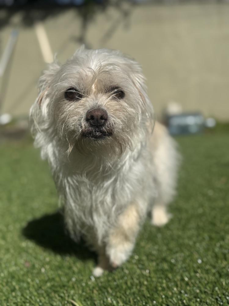 Toasty, a Adoptable mixed breed in Pacifica, CA image 2/6