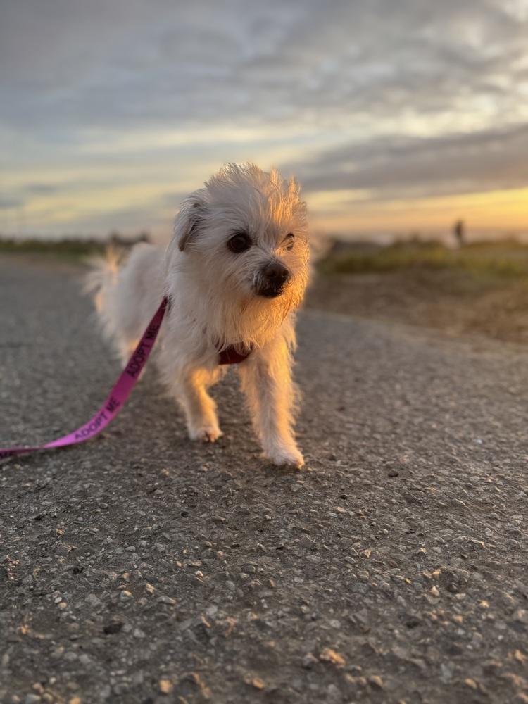 Toasty, a Adoptable mixed breed in Pacifica, CA image 3/6