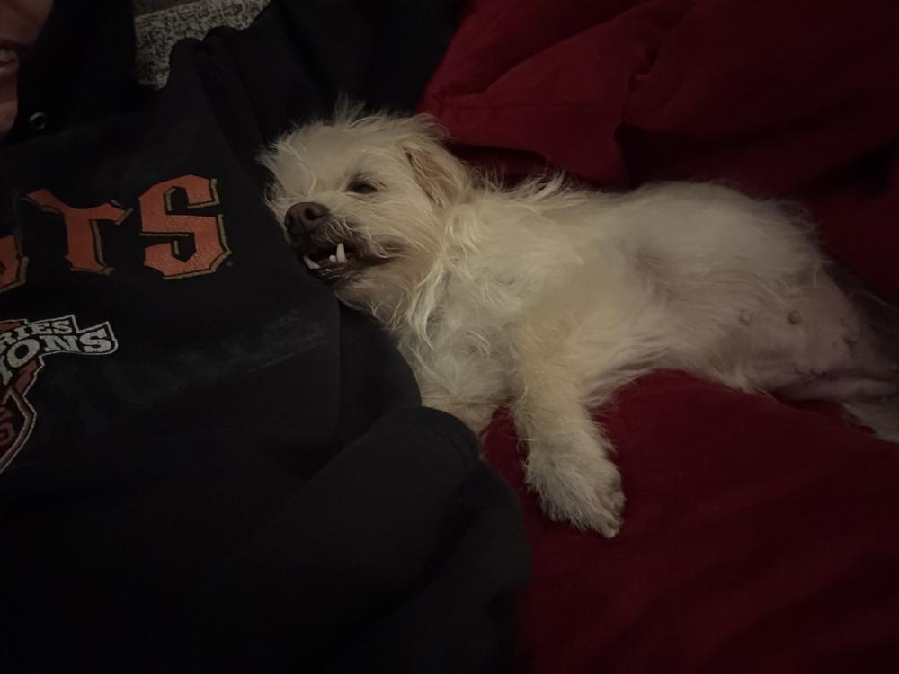 Toasty, a Adoptable mixed breed in Pacifica, CA image 4/6