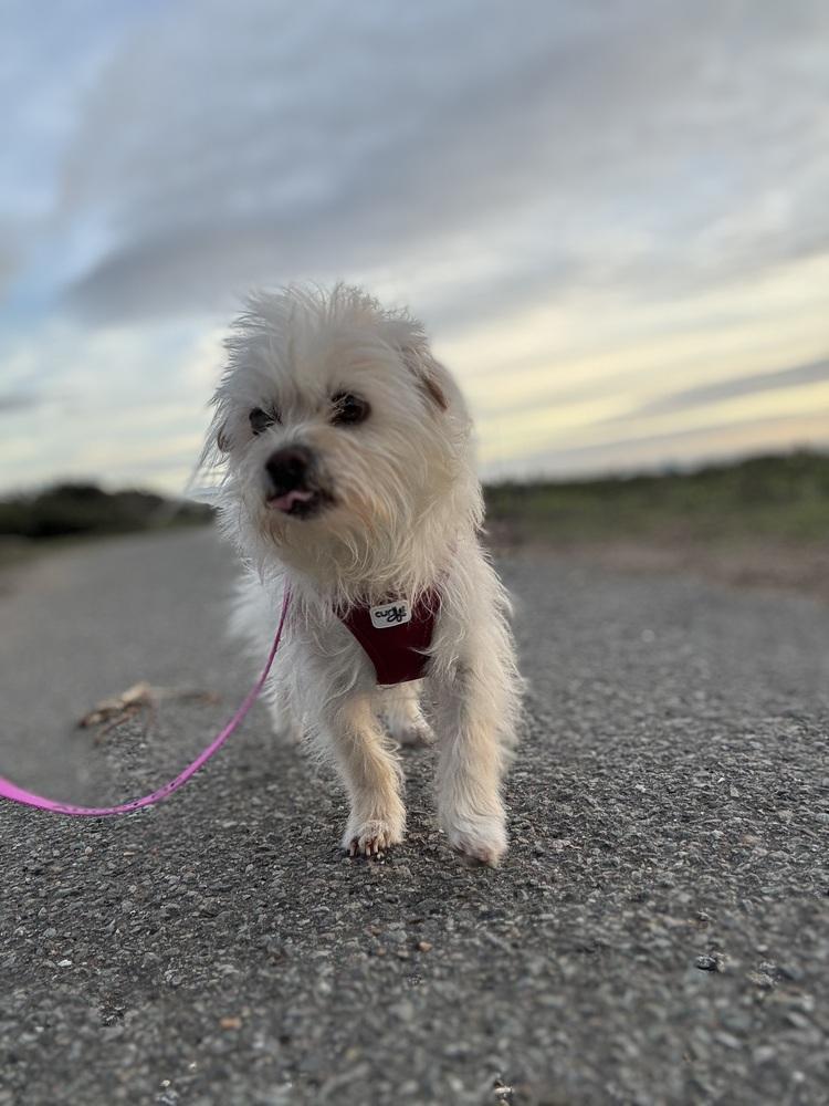Toasty, a Adoptable mixed breed in Pacifica, CA image 5/6