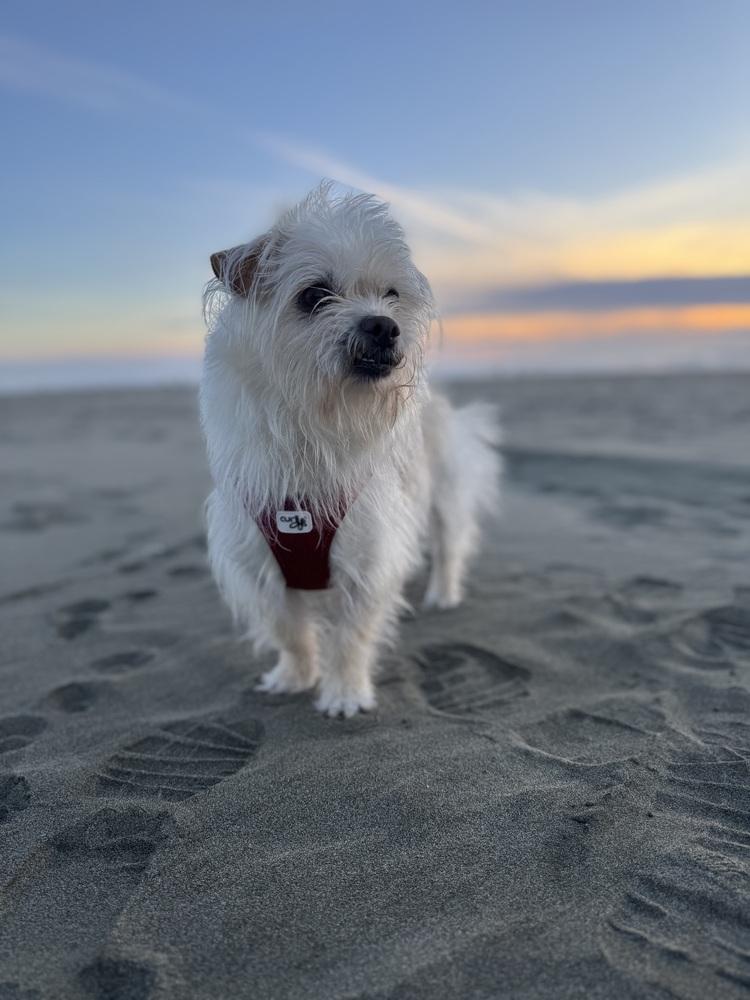 Toasty, a Adoptable mixed breed in Pacifica, CA image 6/6