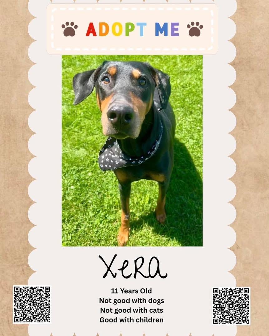 Xera, a ADOPTABLE Doberman Pinscher in Clinton, PA image 1/6