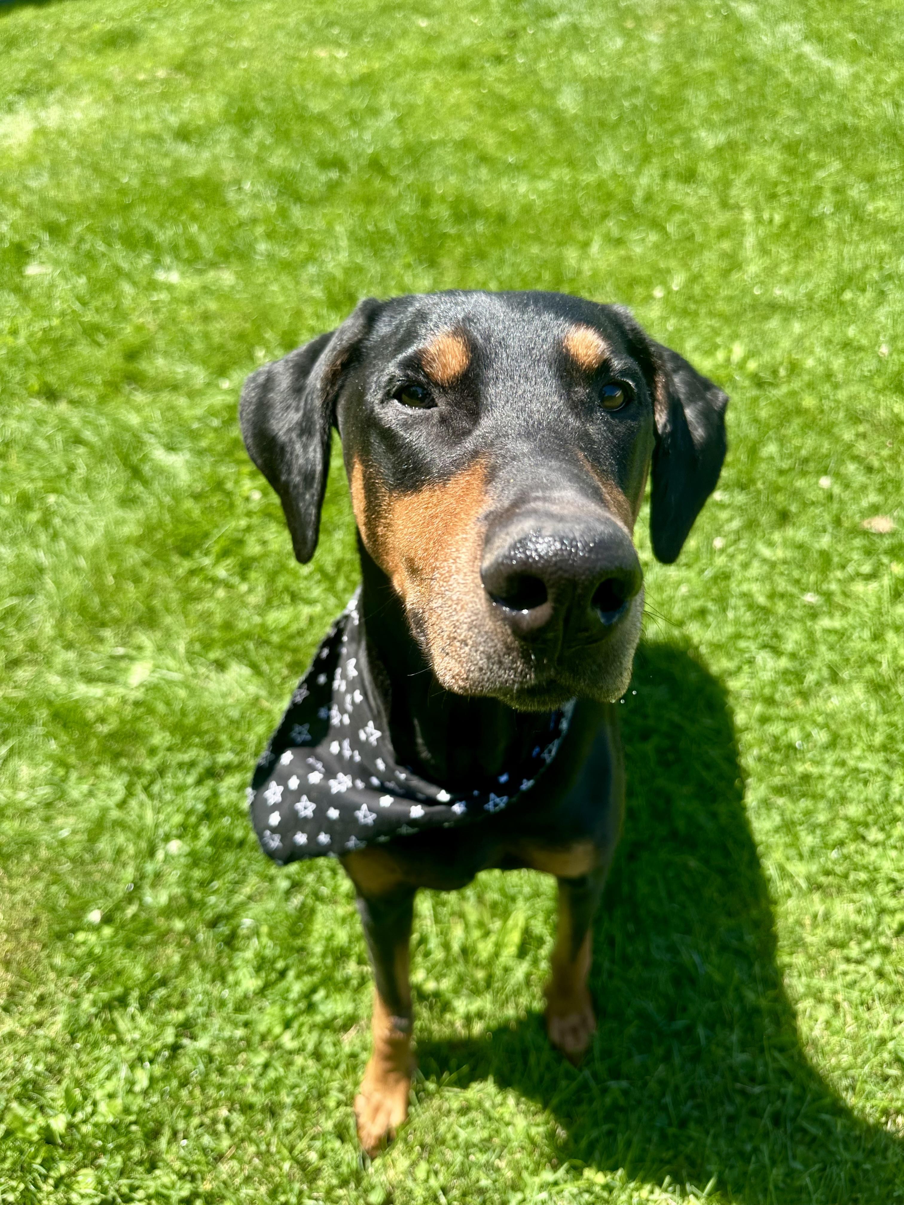 Xera, a ADOPTABLE Doberman Pinscher in Clinton, PA image 4/6