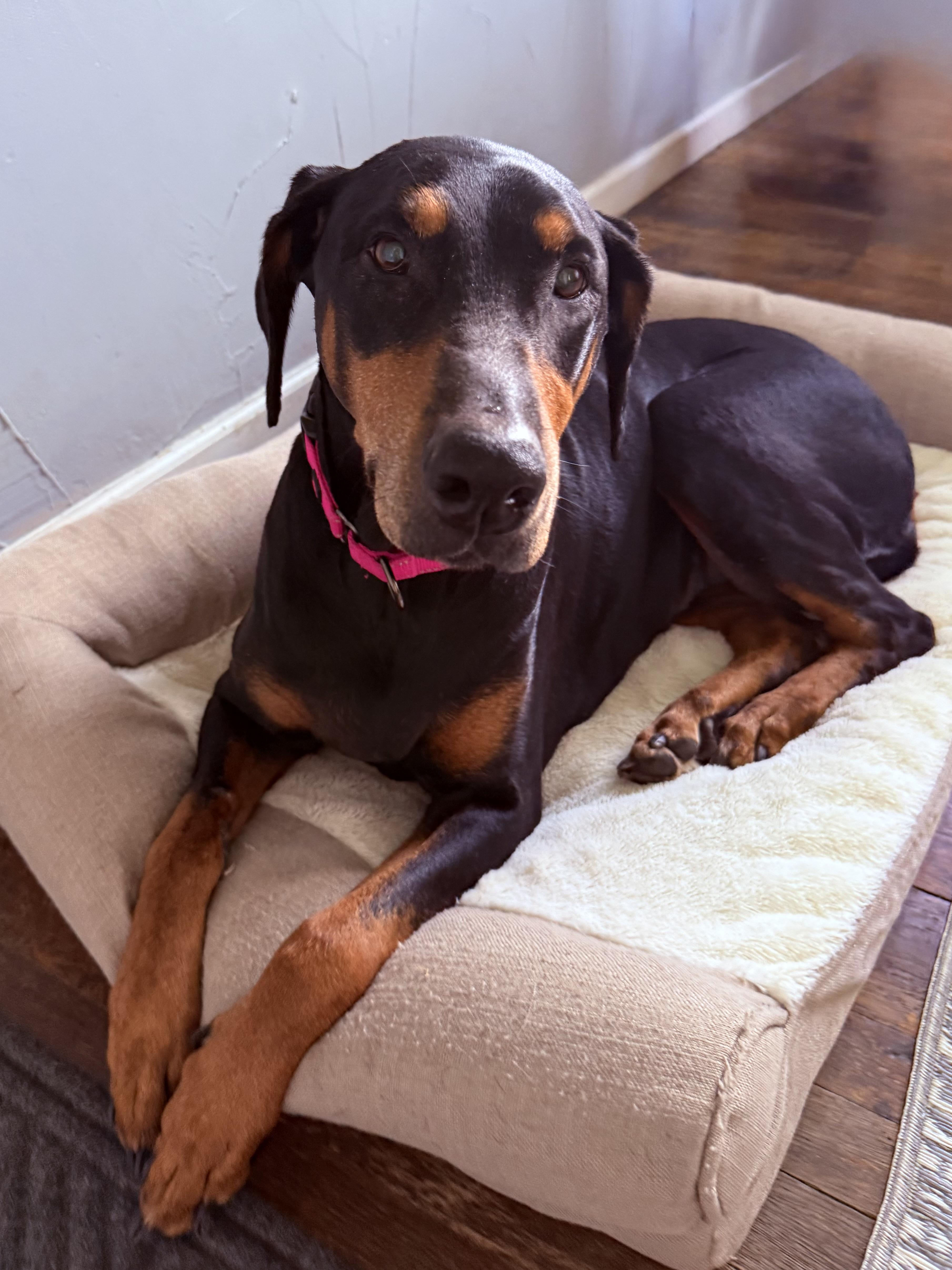 Enlarge Xera, a ADOPTABLE Doberman Pinscher in Clinton, PA image 2/5