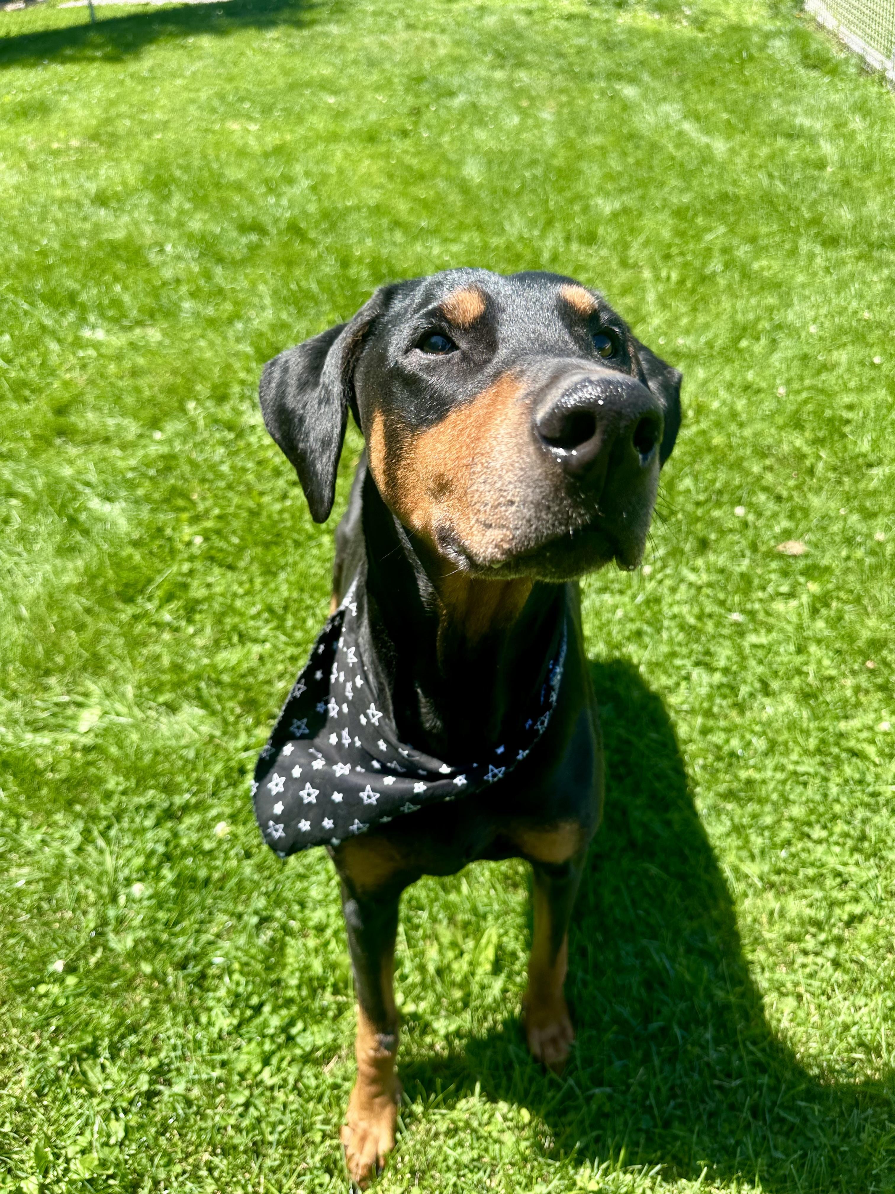 Xera, a ADOPTABLE Doberman Pinscher in Clinton, PA image 5/6