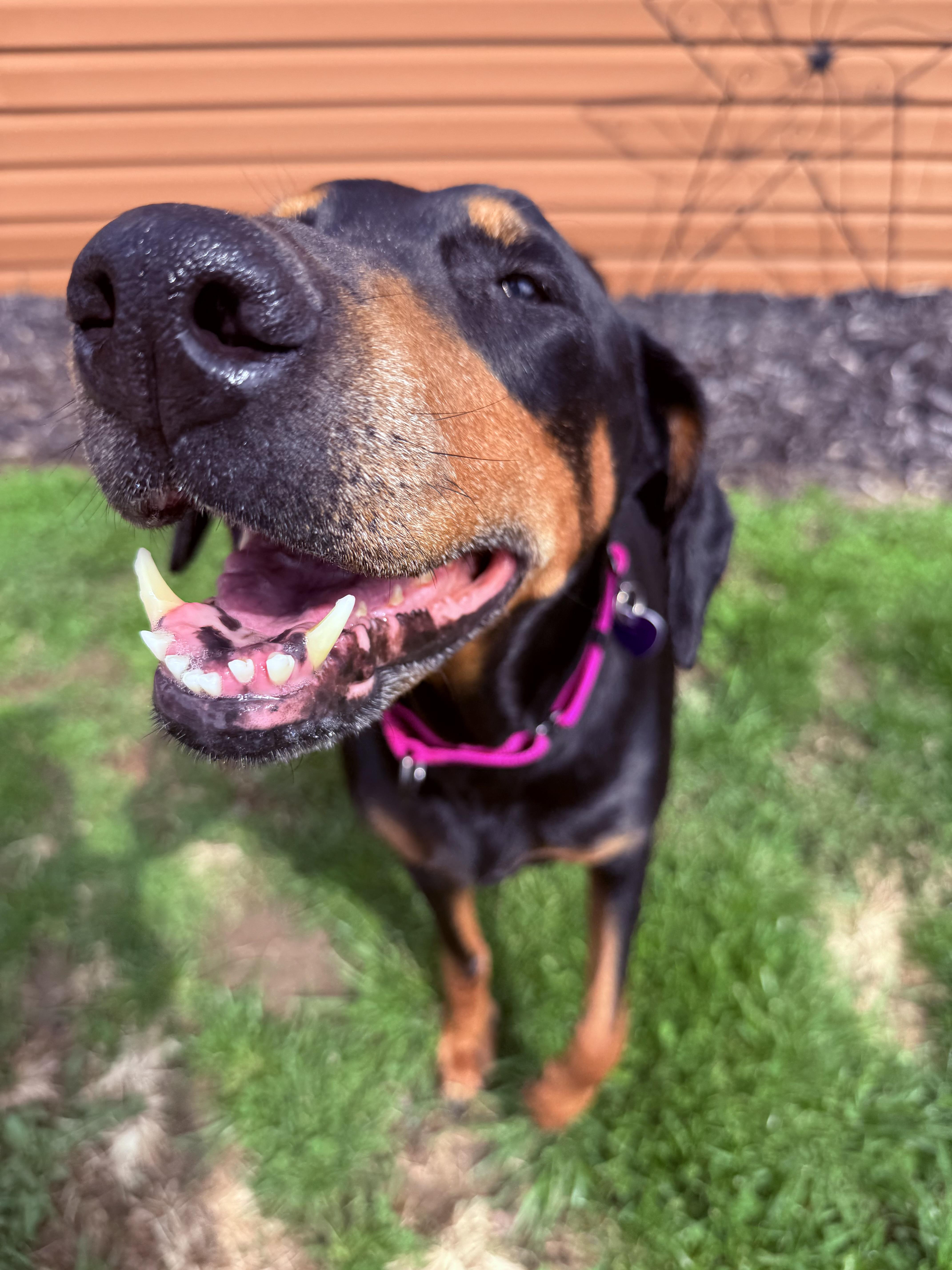 Enlarge Xera, a ADOPTABLE Doberman Pinscher in Clinton, PA image 3/5