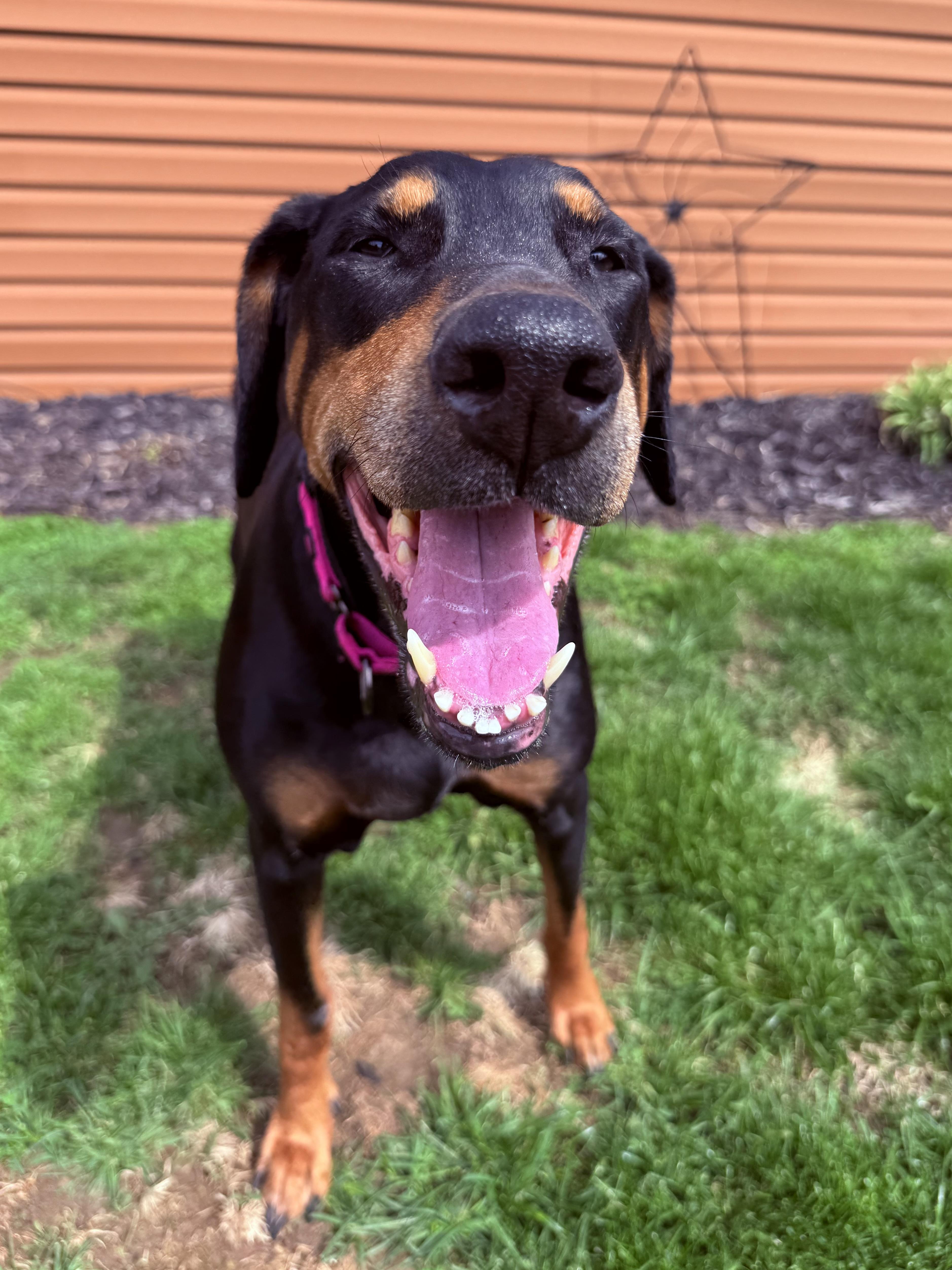 Enlarge Xera, a ADOPTABLE Doberman Pinscher in Clinton, PA image 1/5