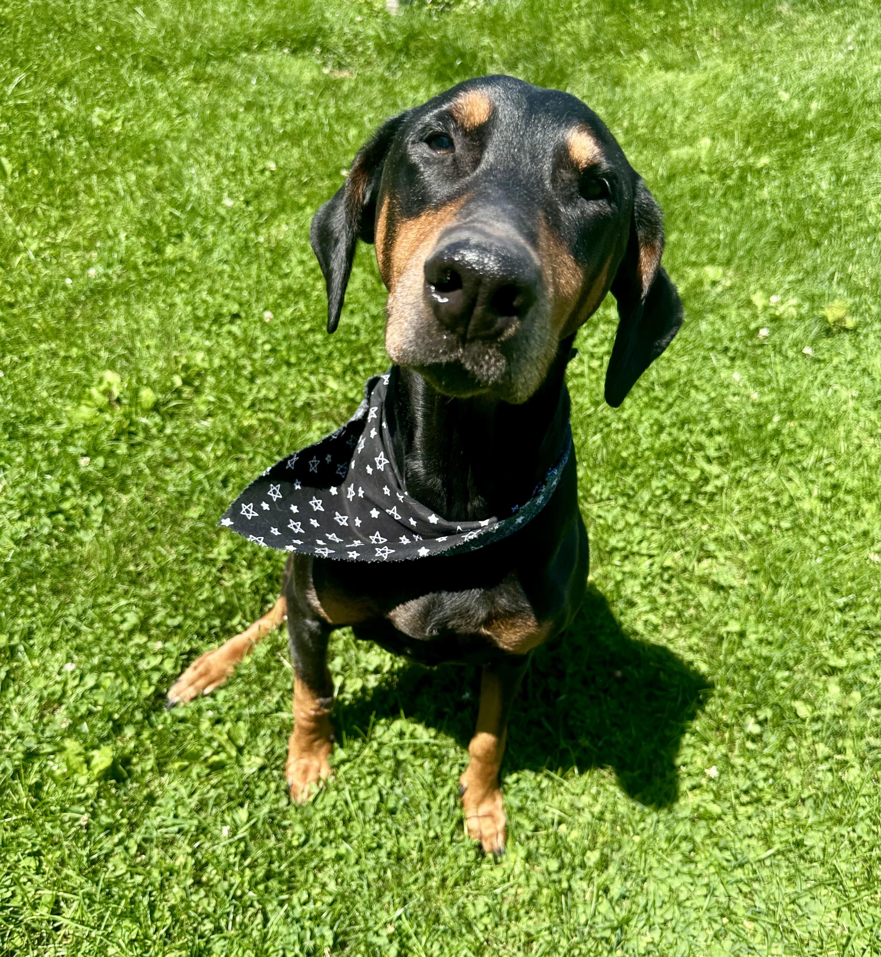 Xera, a ADOPTABLE Doberman Pinscher in Clinton, PA image 2/6