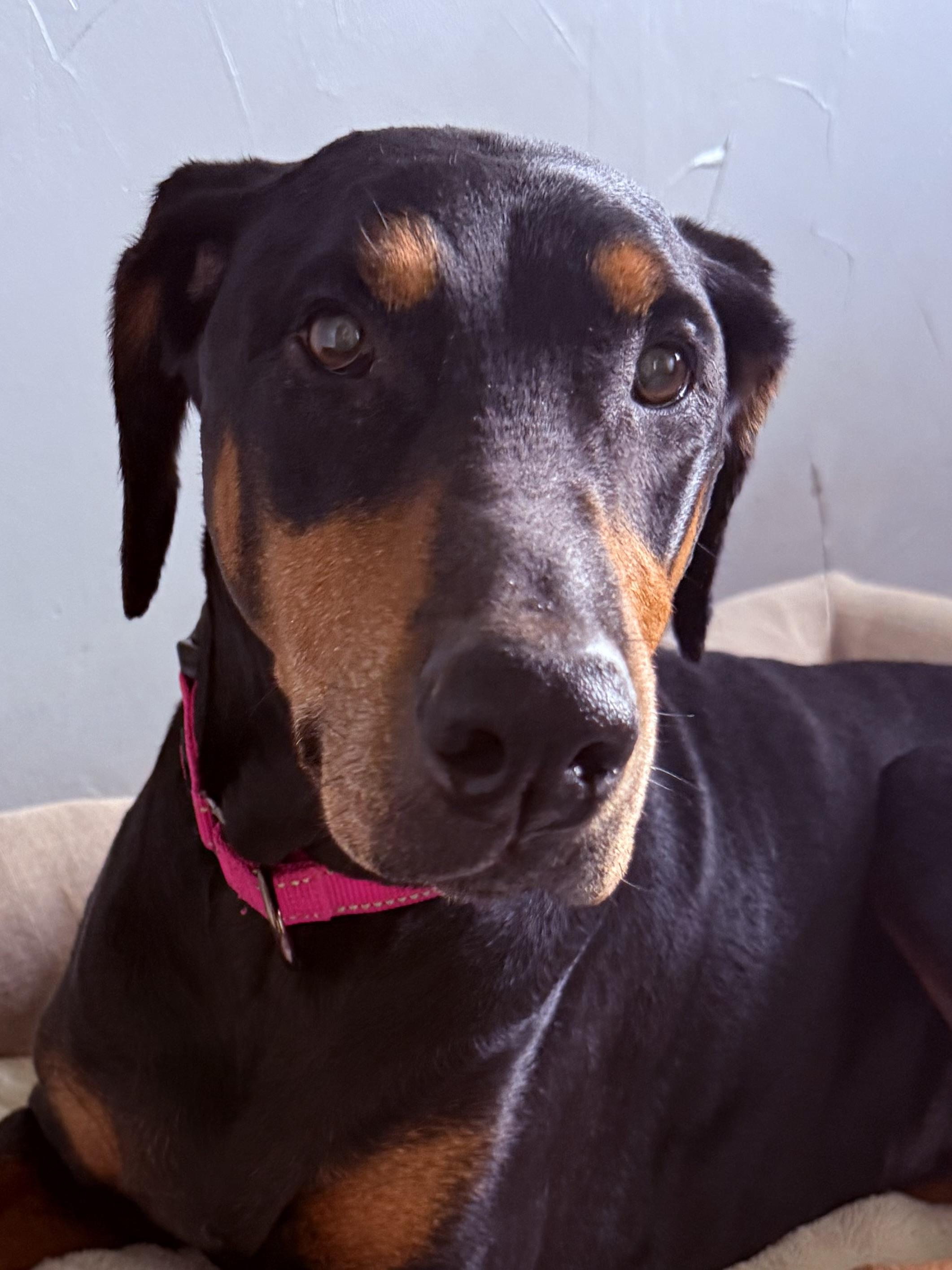 Enlarge Xera, a ADOPTABLE Doberman Pinscher in Clinton, PA image 5/5