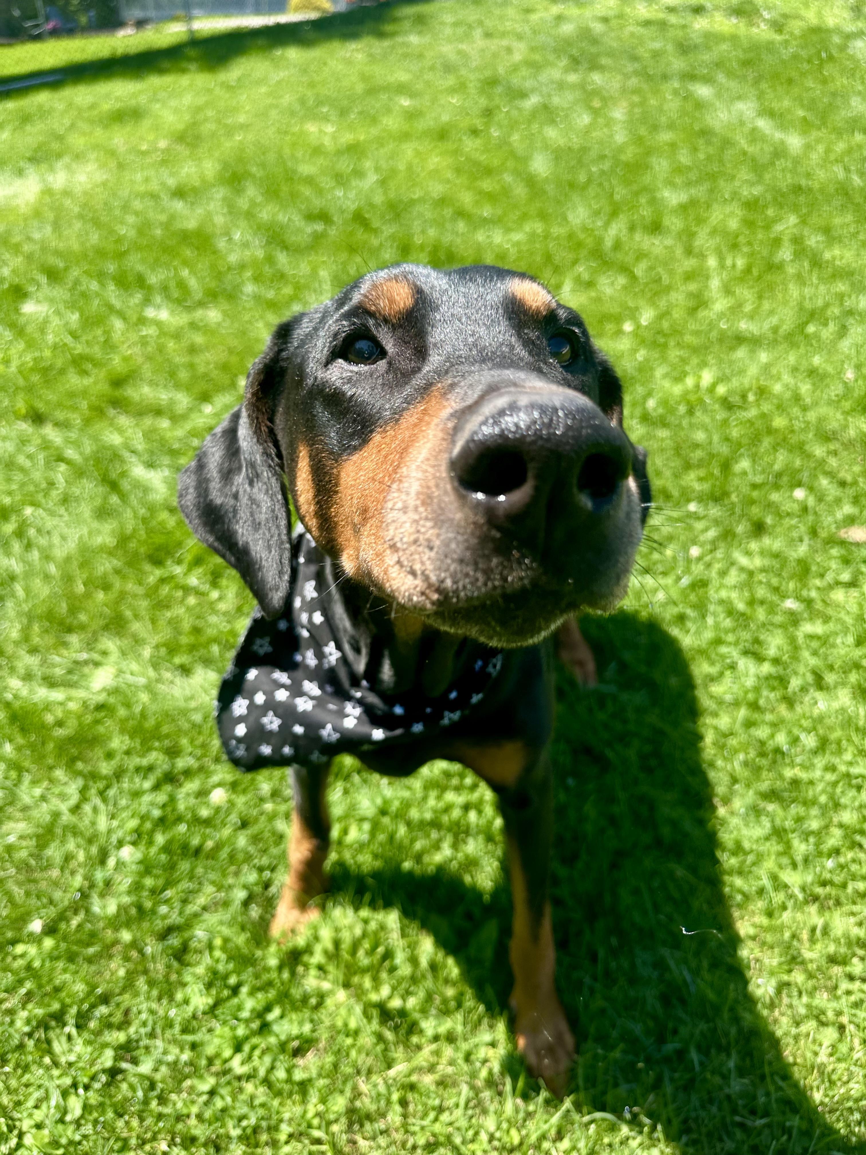 Xera, a ADOPTABLE Doberman Pinscher in Clinton, PA image 3/6