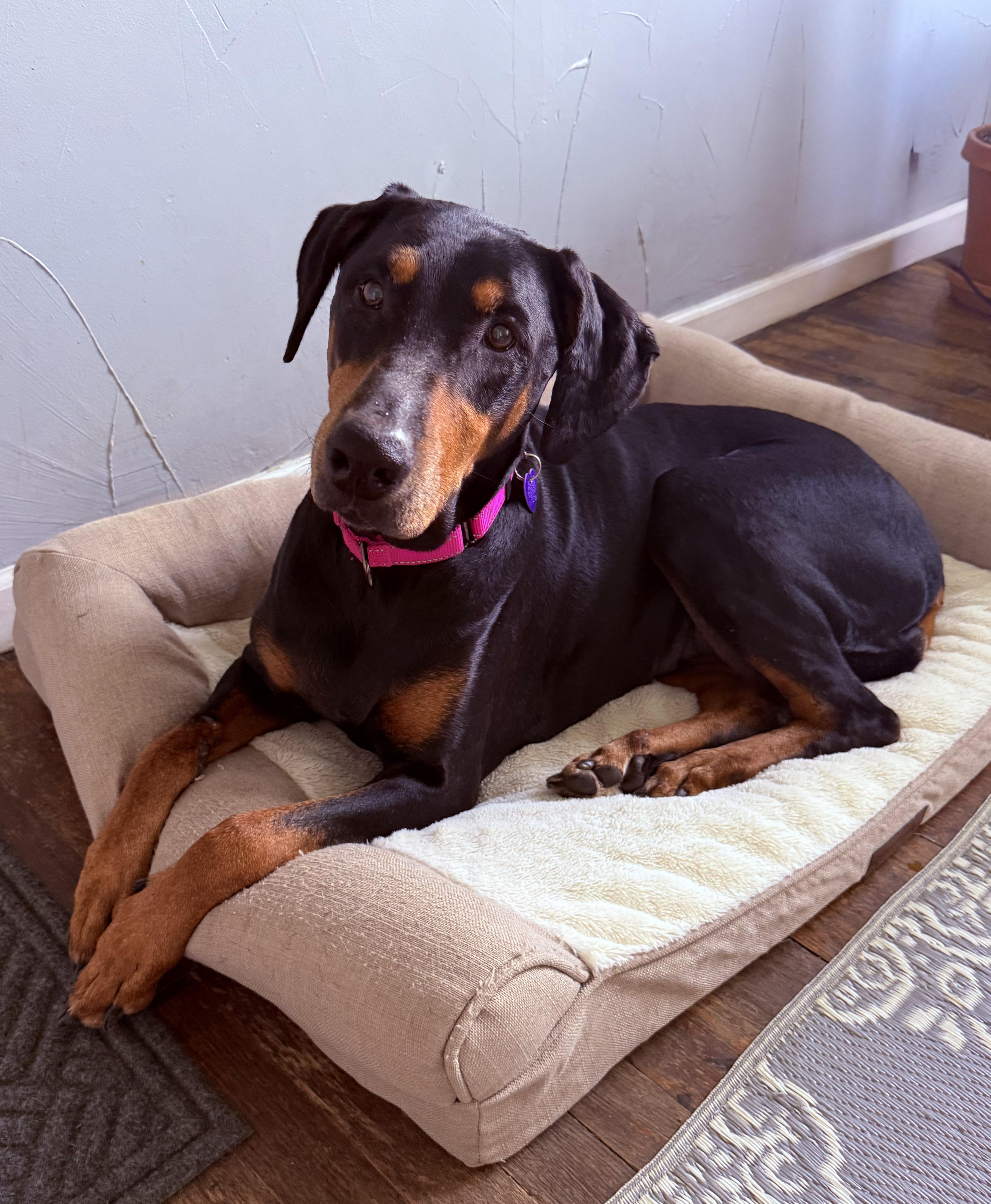 Enlarge Xera, a ADOPTABLE Doberman Pinscher in Clinton, PA image 4/5