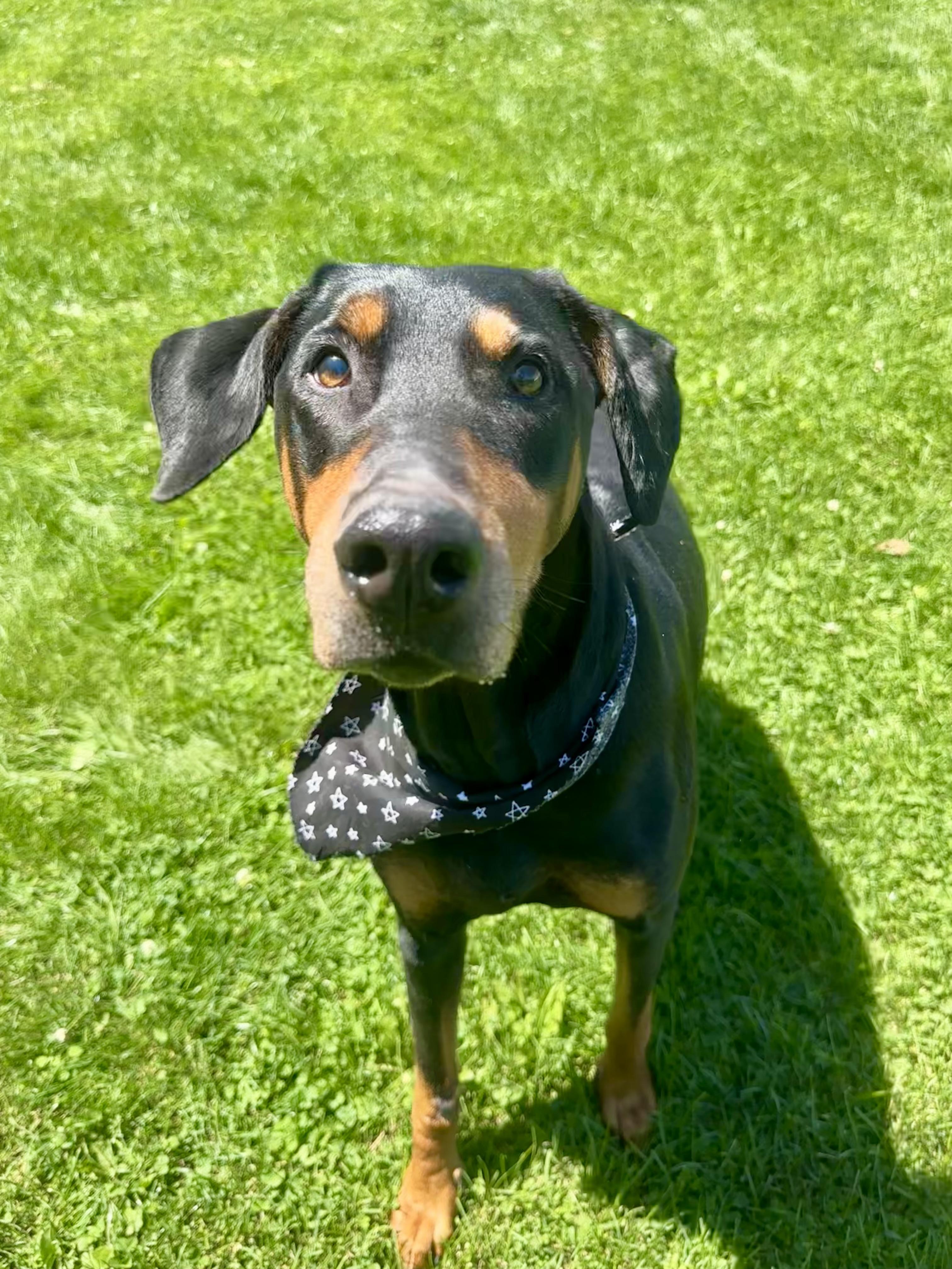Xera, a ADOPTABLE Doberman Pinscher in Clinton, PA image 6/6