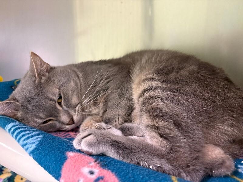 Enlarge Logan, a Adoptable Domestic Short Hair in Warren, PA image 1/1