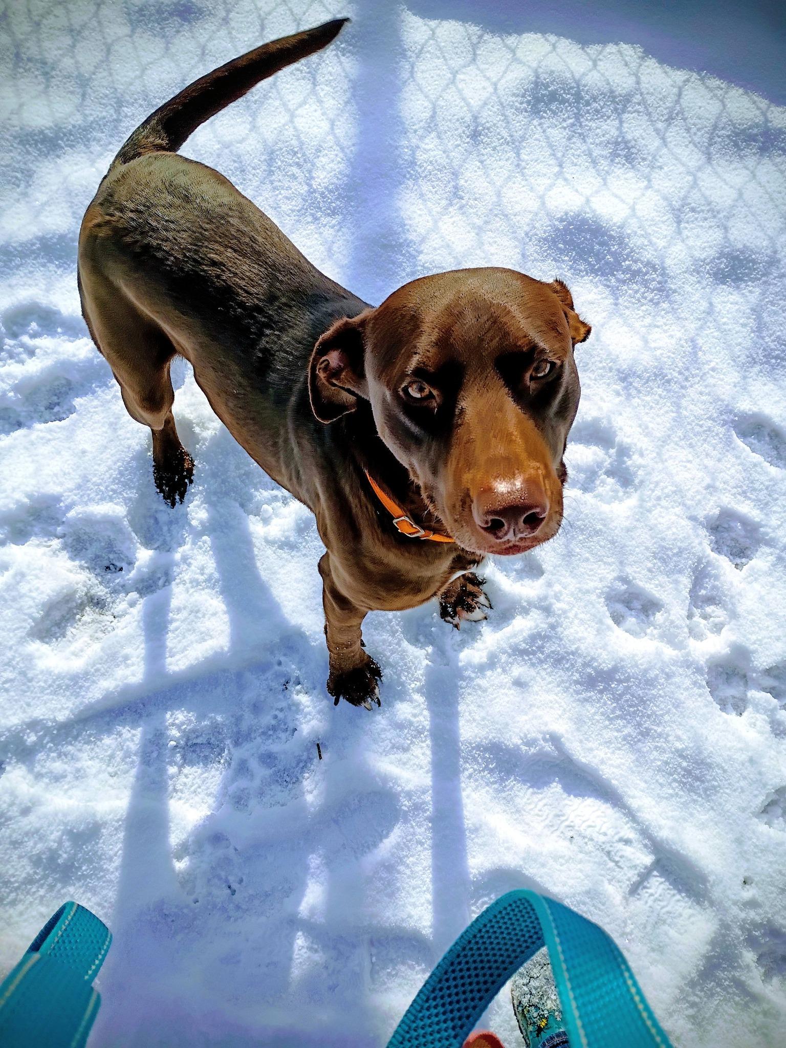 Enlarge Hershey, a Adoptable mixed breed in North Berwick, ME image 1/4